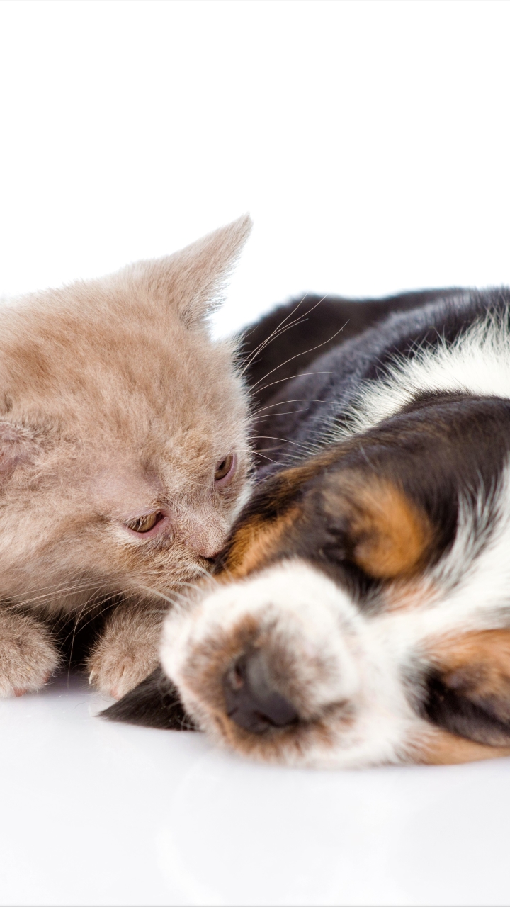 無料モバイル壁紙動物, ネコ, 子猫, 犬, 子犬, 睡眠, 可愛い, 赤ちゃん動物, キャット＆ドッグをダウンロードします。