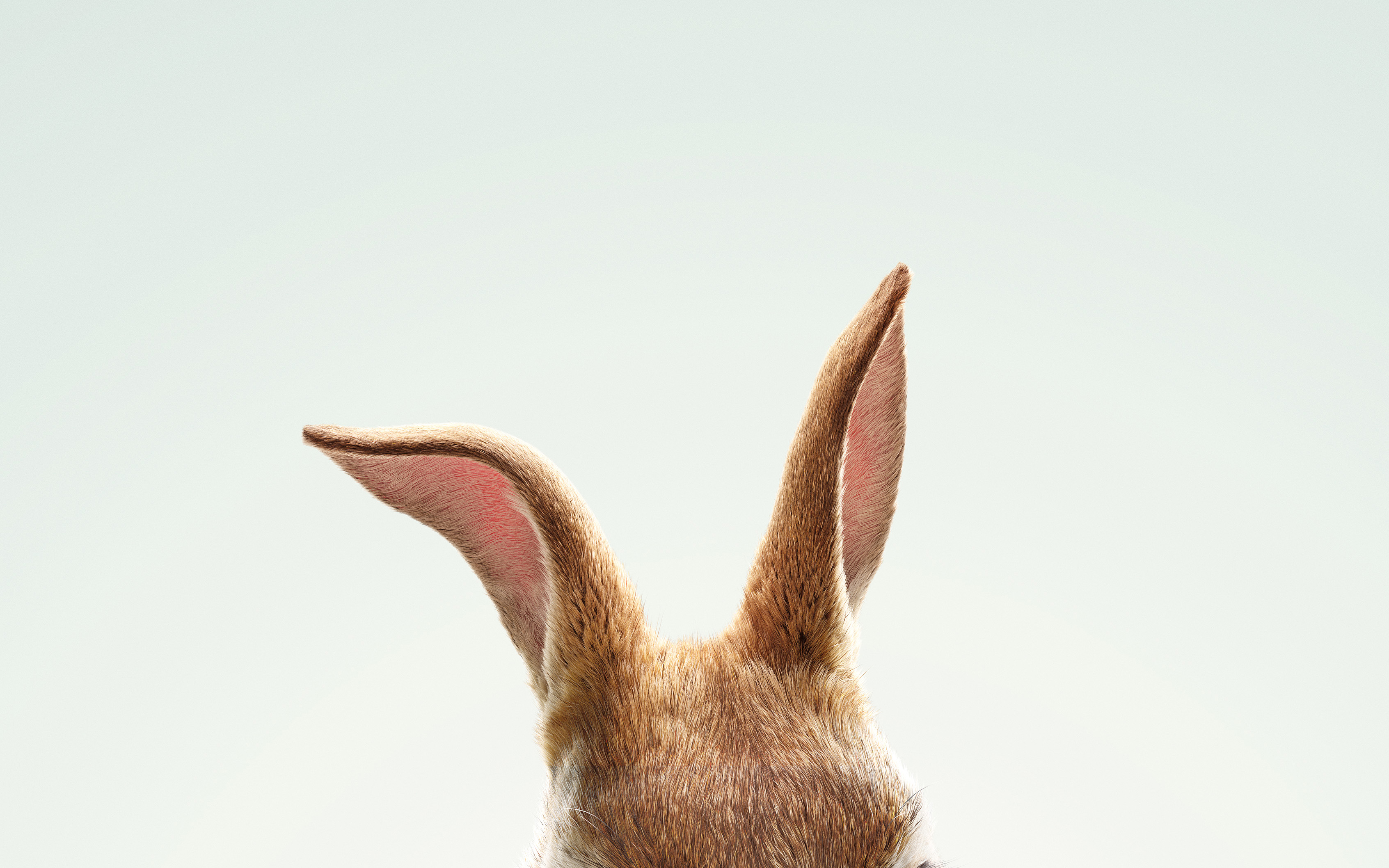 Descarga gratuita de fondo de pantalla para móvil de Películas, Peter Rabbit.