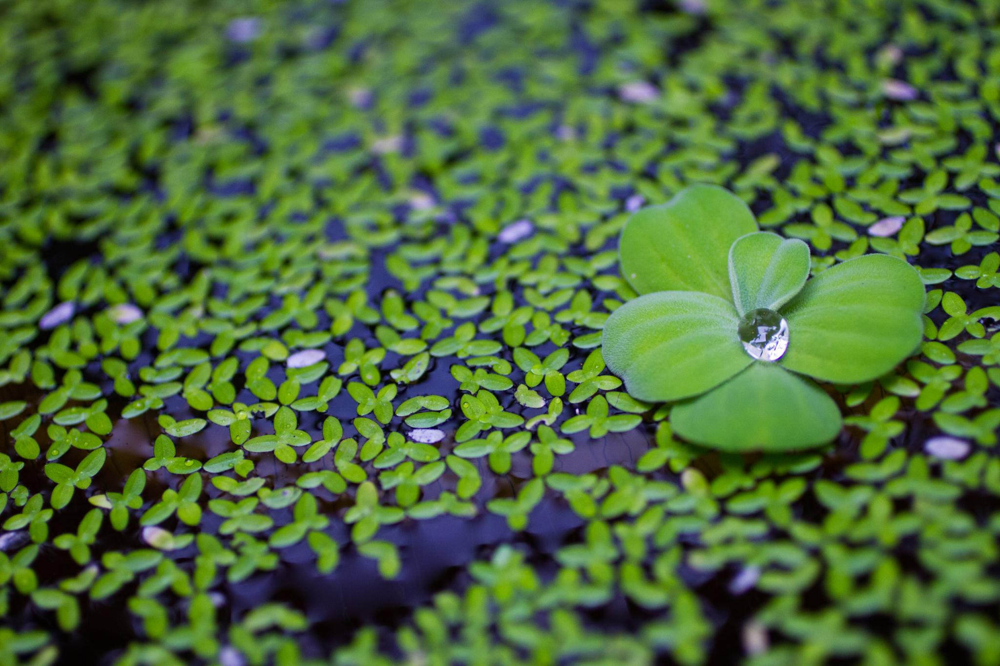 Download mobile wallpaper Nature, Water, Plant, Leaf, Earth, Water Drop for free.