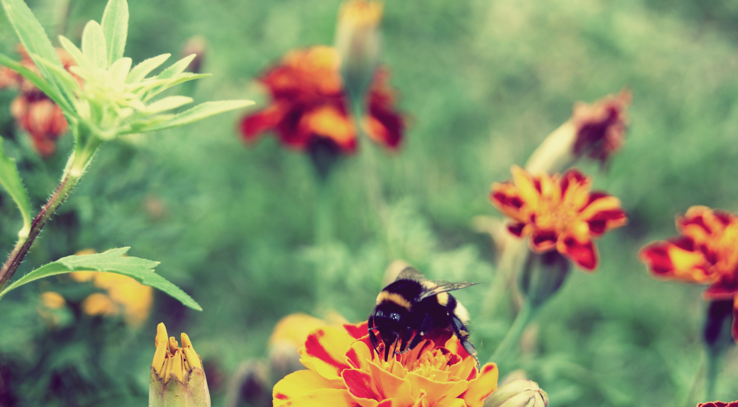 337297 descargar fondo de pantalla animales, abeja, insectos: protectores de pantalla e imágenes gratis