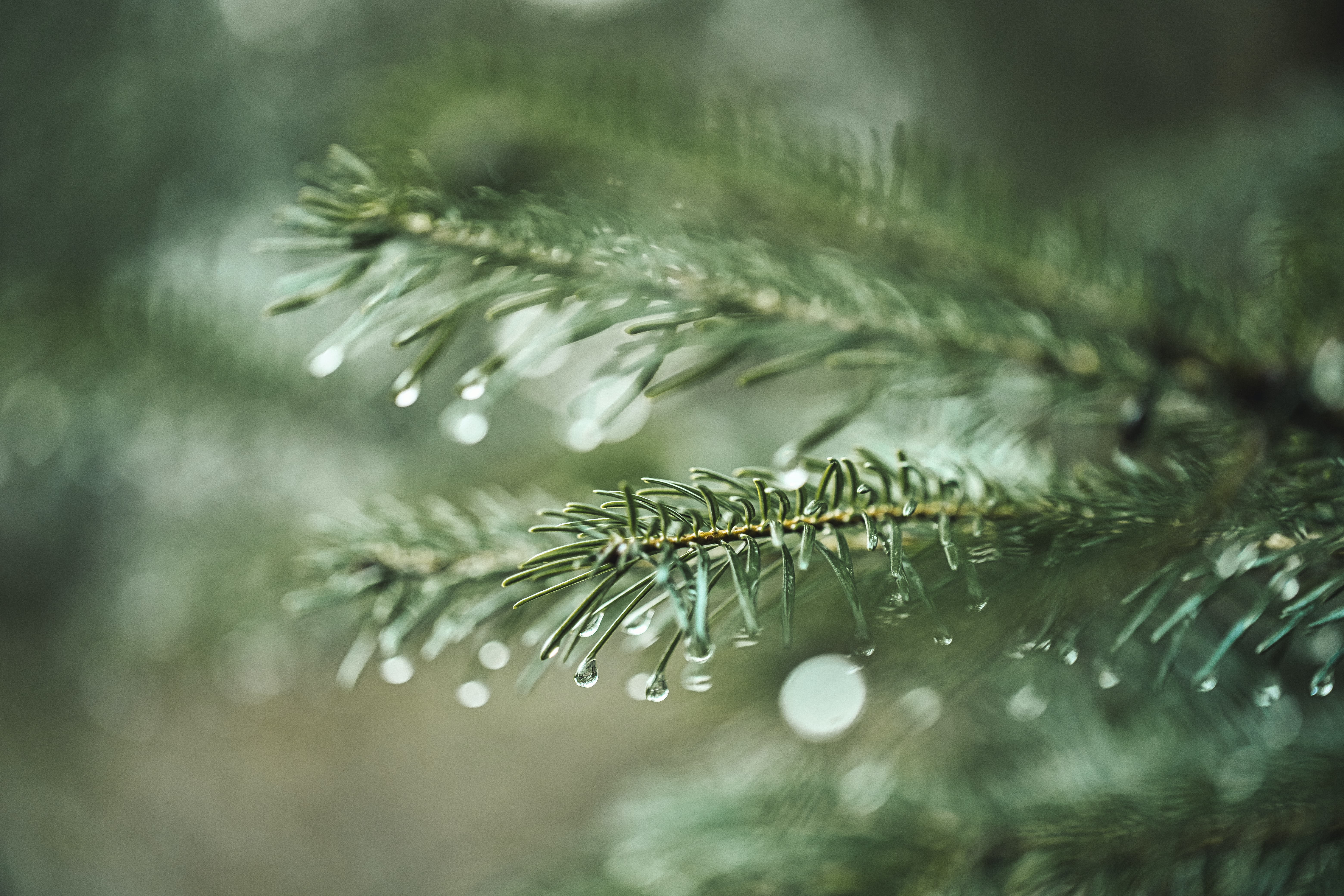 Download mobile wallpaper Spruce, Fir, Needles, Macro, Branch, Plant, Drops for free.