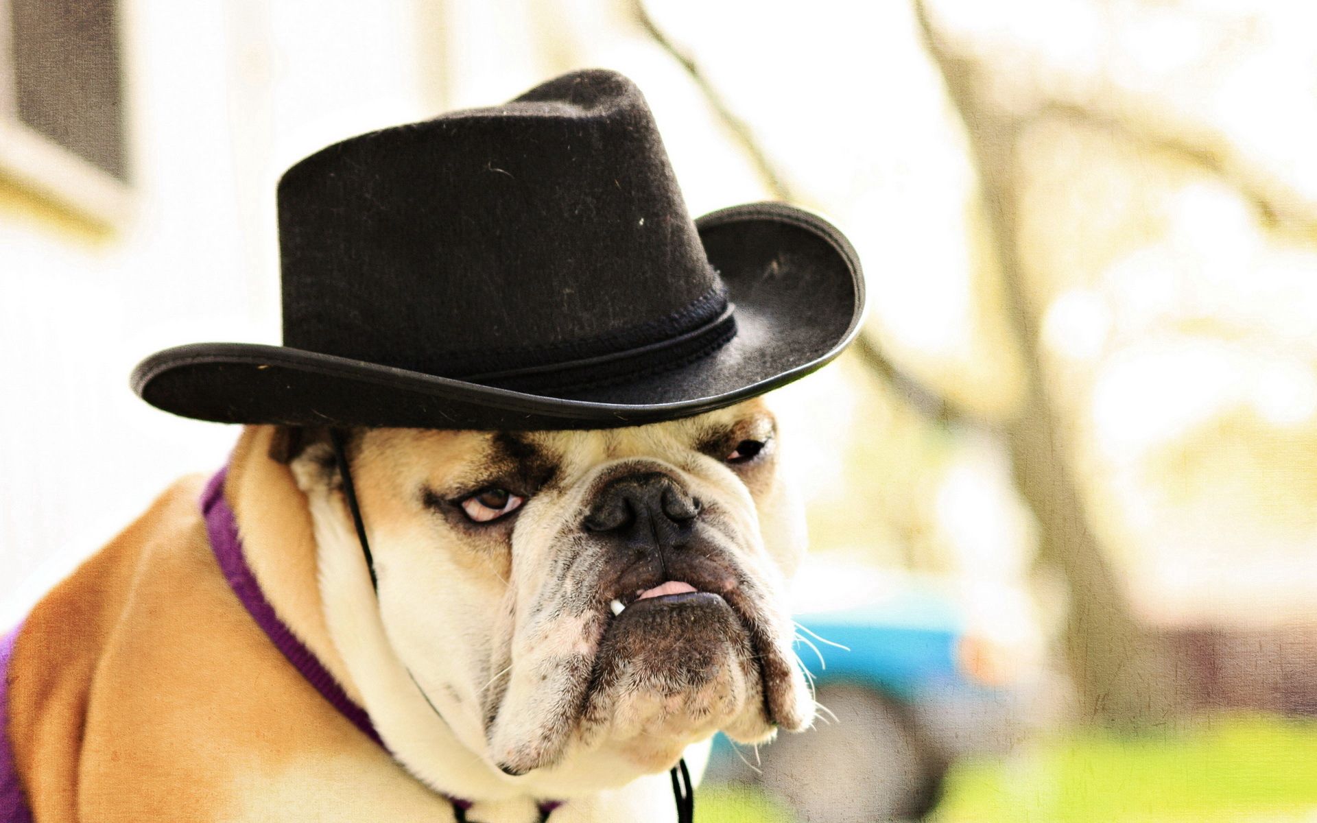 Download mobile wallpaper Sight, Opinion, Dog, Animals, Hat, Bulldog for free.