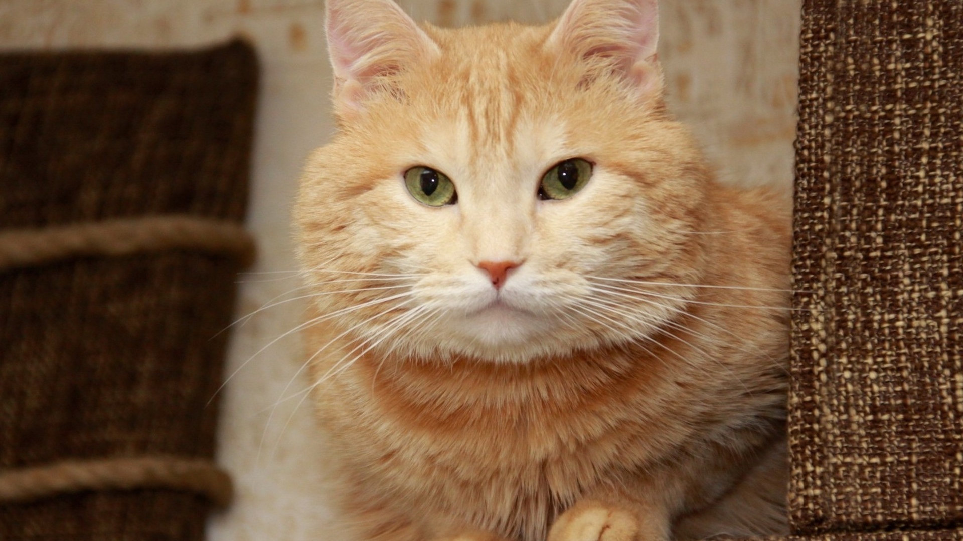 Baixe gratuitamente a imagem Animais, Gatos, Gato na área de trabalho do seu PC