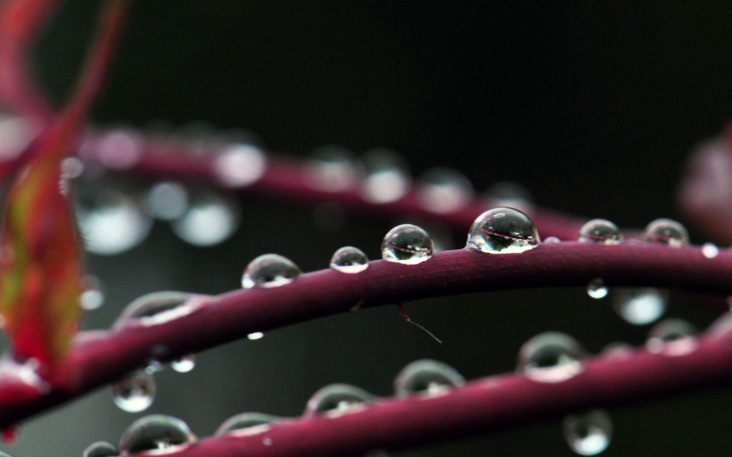 Download mobile wallpaper Branches, Dew, Macro, Drops, Plant for free.