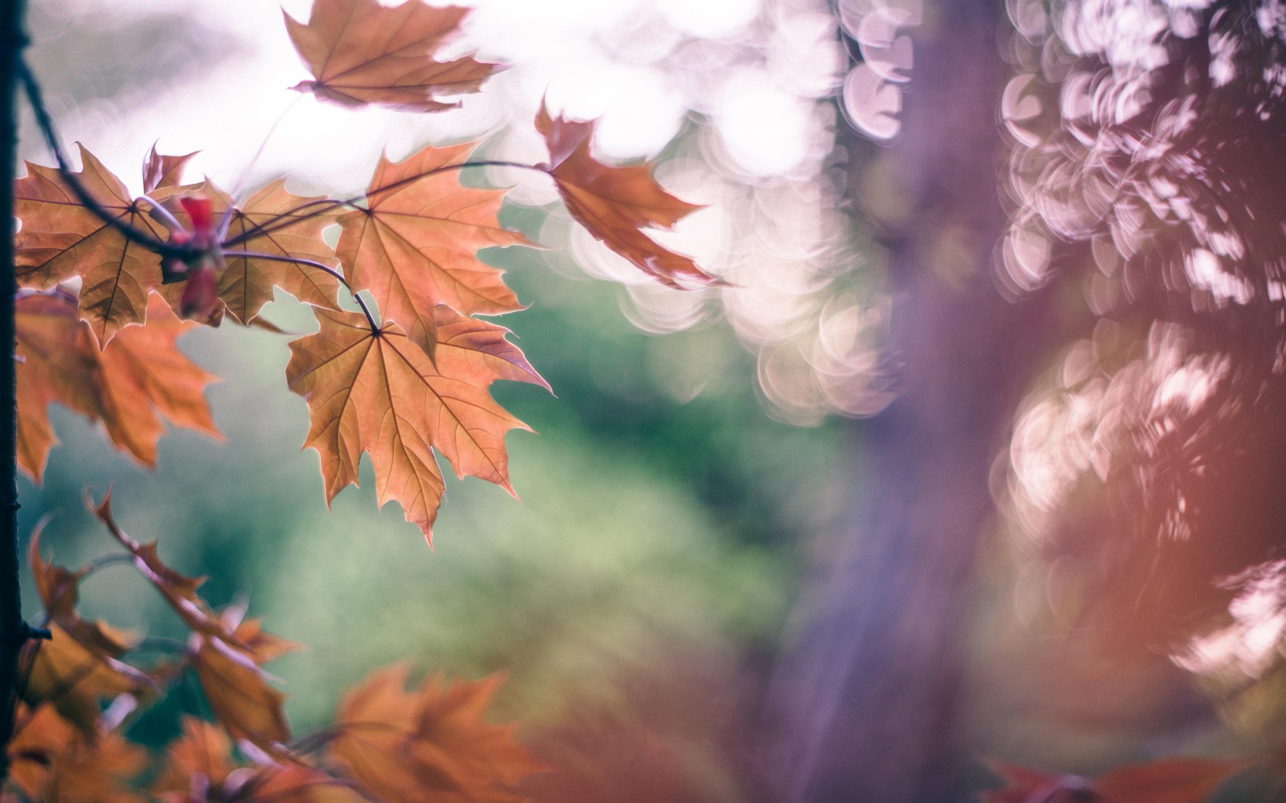 Скачать обои бесплатно Осень, Лист, Ветка, Кленовый Лист, Земля/природа картинка на рабочий стол ПК