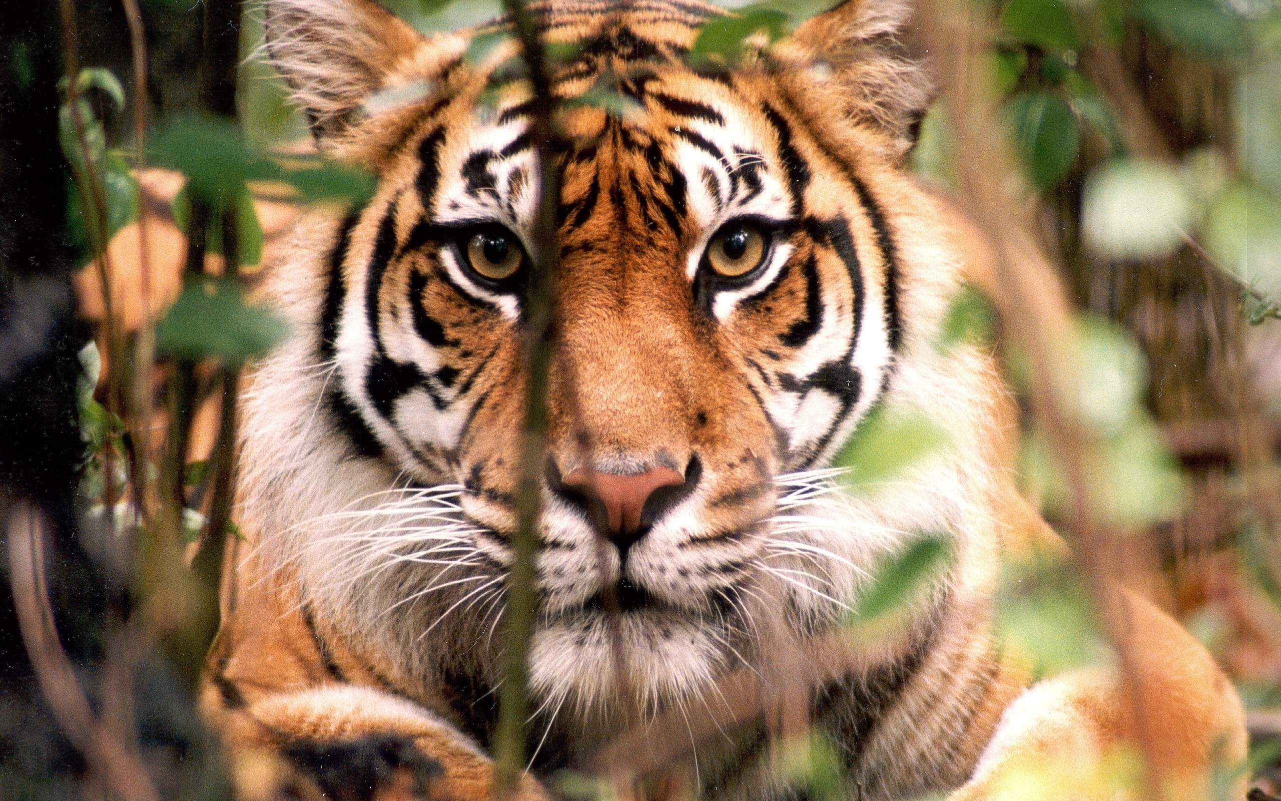 Baixar papel de parede para celular de Animais, Gatos, Tigre gratuito.