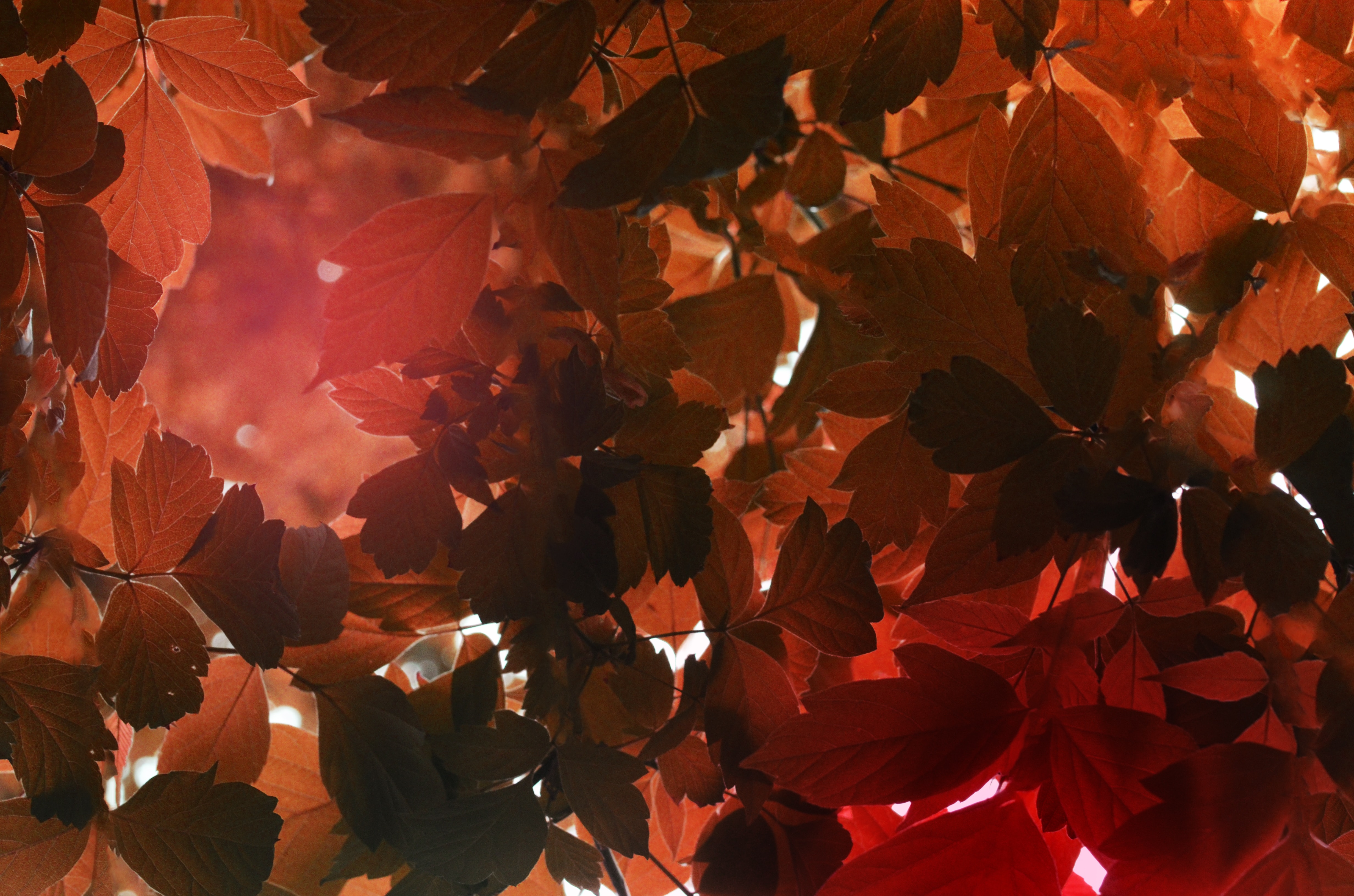 Handy-Wallpaper Natur, Blätter, Sonnenlicht, Herbst kostenlos herunterladen.