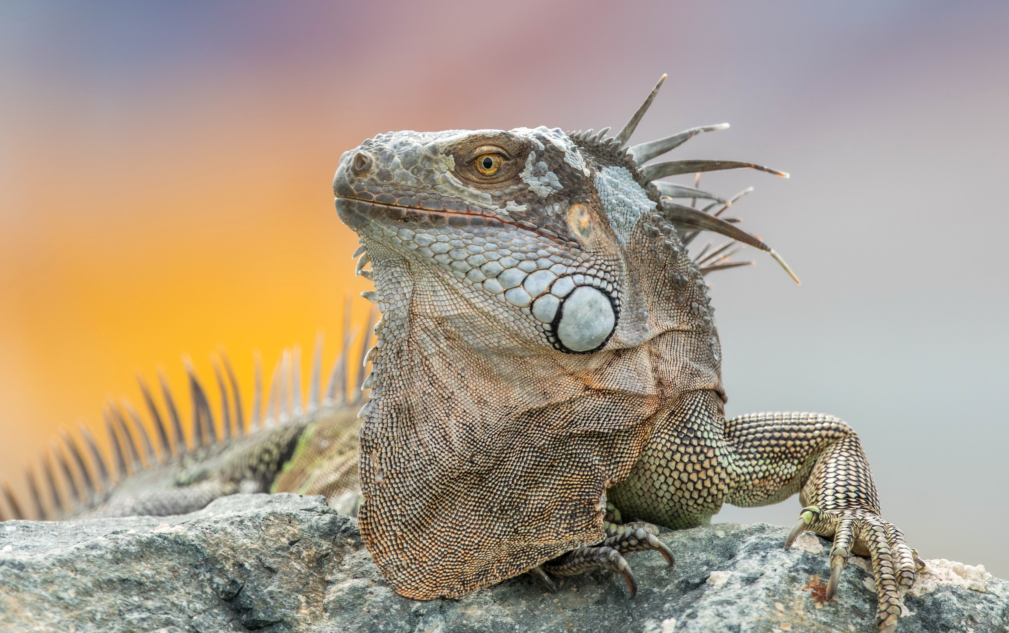 Descarga gratuita de fondo de pantalla para móvil de Animales, Reptil, Reptiles, Iguana.