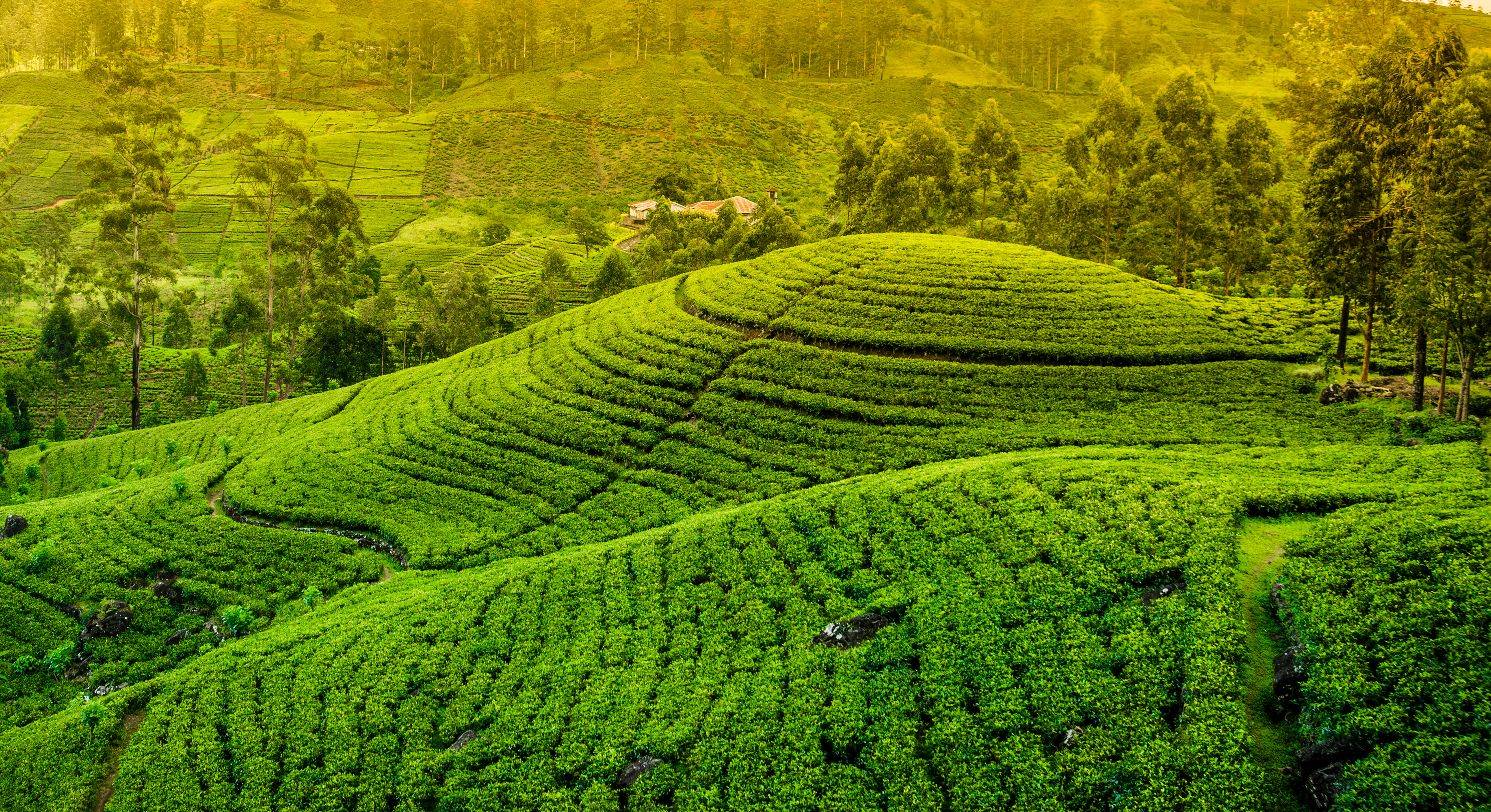 tea plantation, man made, green, hill, landscape