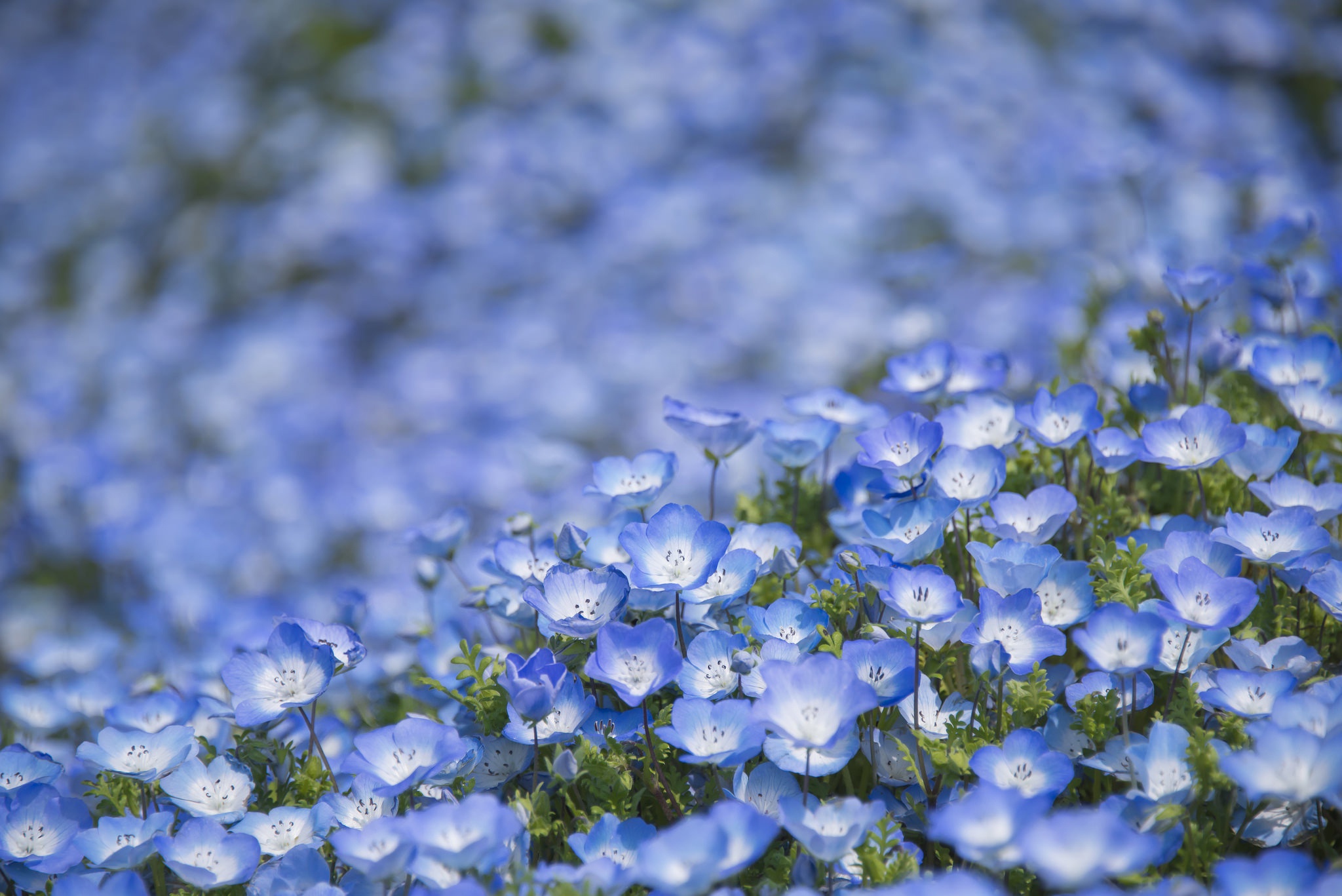 Free download wallpaper Nature, Flowers, Flower, Blur, Earth, Blue Flower on your PC desktop