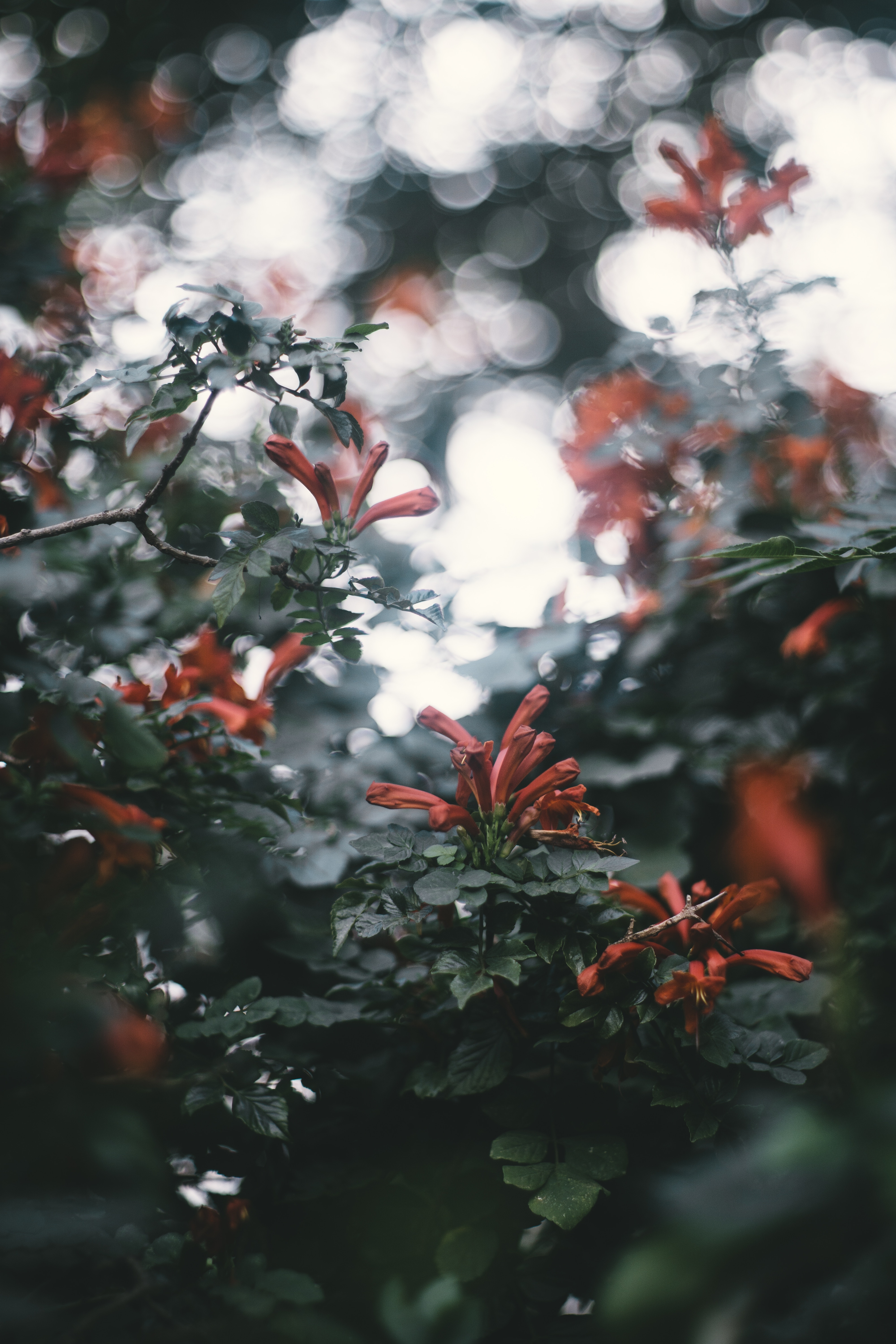 Download mobile wallpaper Branches, Boquet, Glare, Plant, Flowers, Bokeh for free.