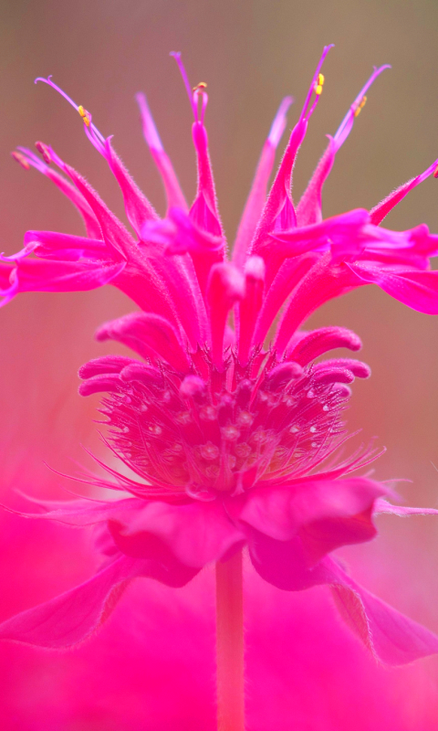 Handy-Wallpaper Natur, Blumen, Blume, Nahansicht, Erde/natur, Pinke Blume kostenlos herunterladen.