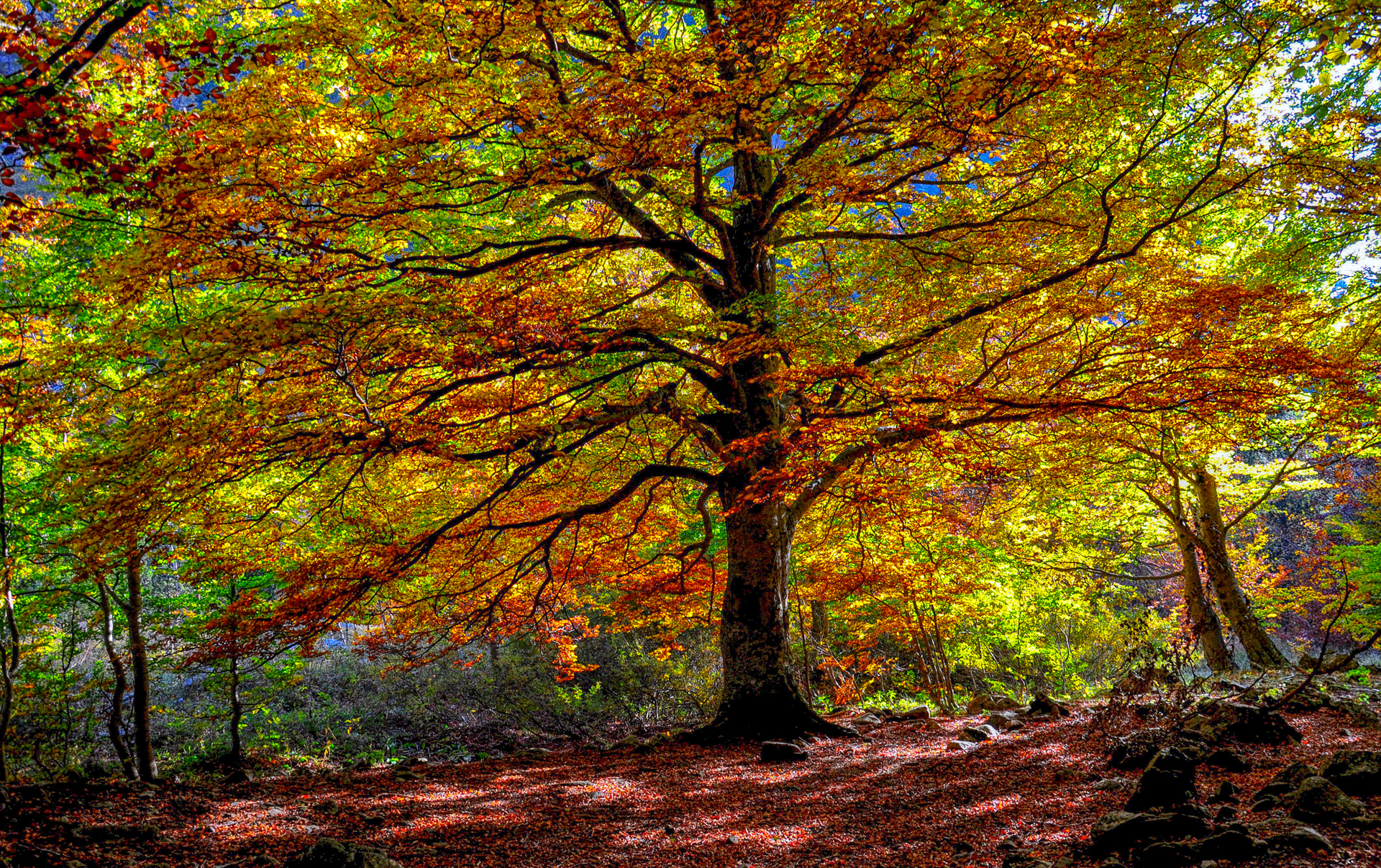 Download mobile wallpaper Nature, Trees, Tree, Fall, Earth for free.