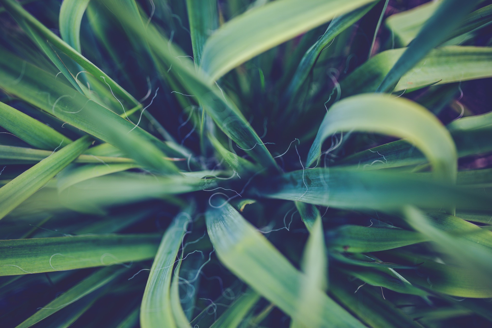 Laden Sie das Blatt, Gras, Erde/natur-Bild kostenlos auf Ihren PC-Desktop herunter