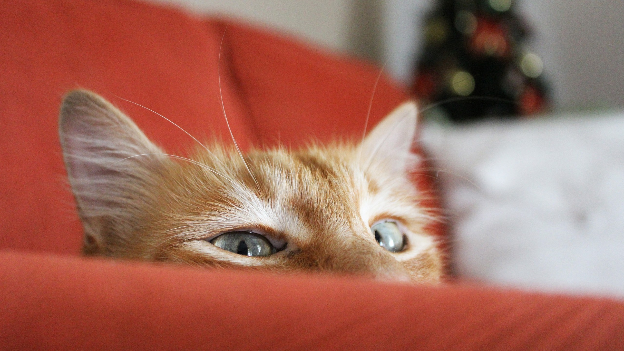 Baixe gratuitamente a imagem Animais, Gatos, Gato na área de trabalho do seu PC