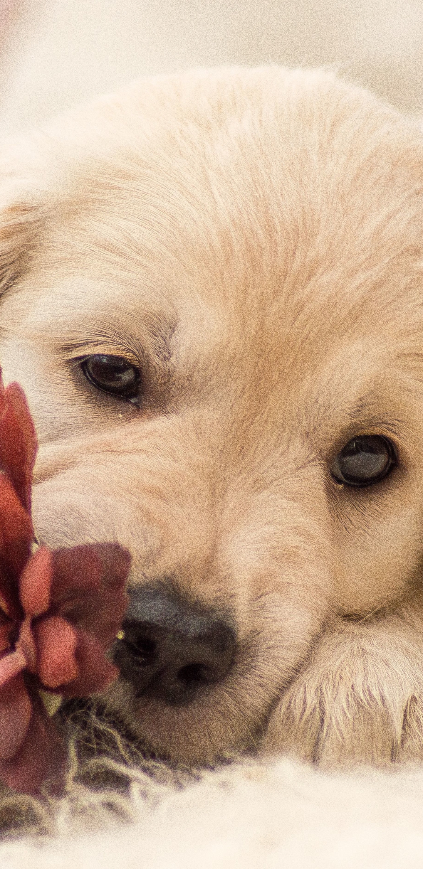Free download wallpaper Dogs, Flower, Dog, Animal, Golden Retriever on your PC desktop