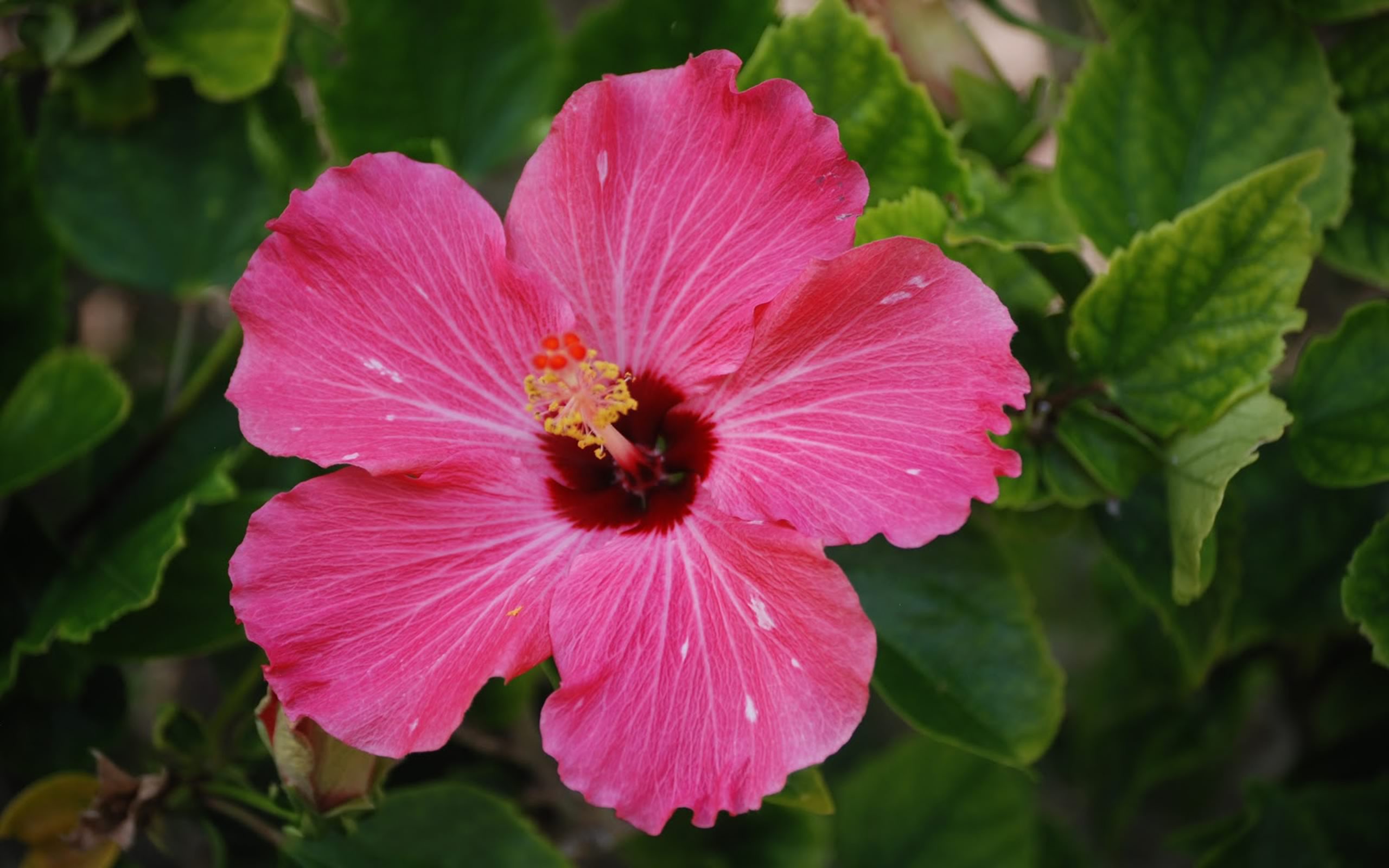 PCデスクトップに花, 地球, ハイビスカス, ピンクの花画像を無料でダウンロード