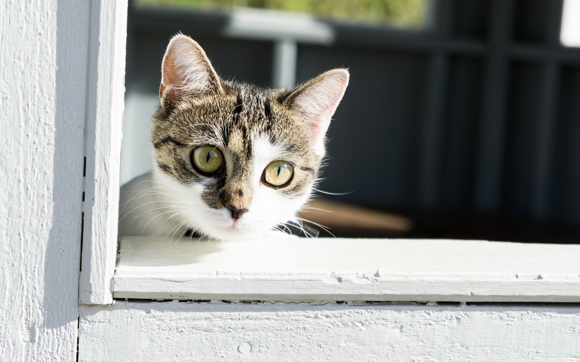 Téléchargez gratuitement l'image Animaux, Chats, Chat sur le bureau de votre PC