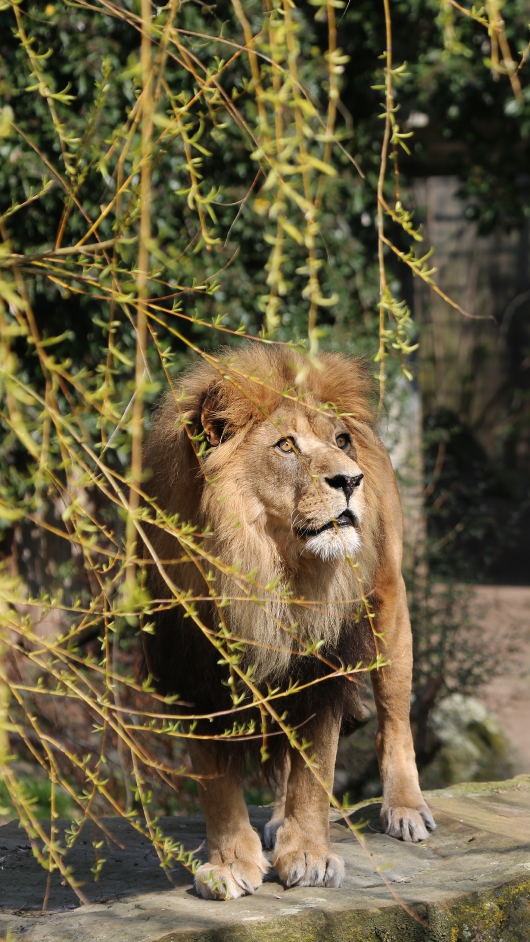 Téléchargez des papiers peints mobile Animaux, Chats, Lion gratuitement.