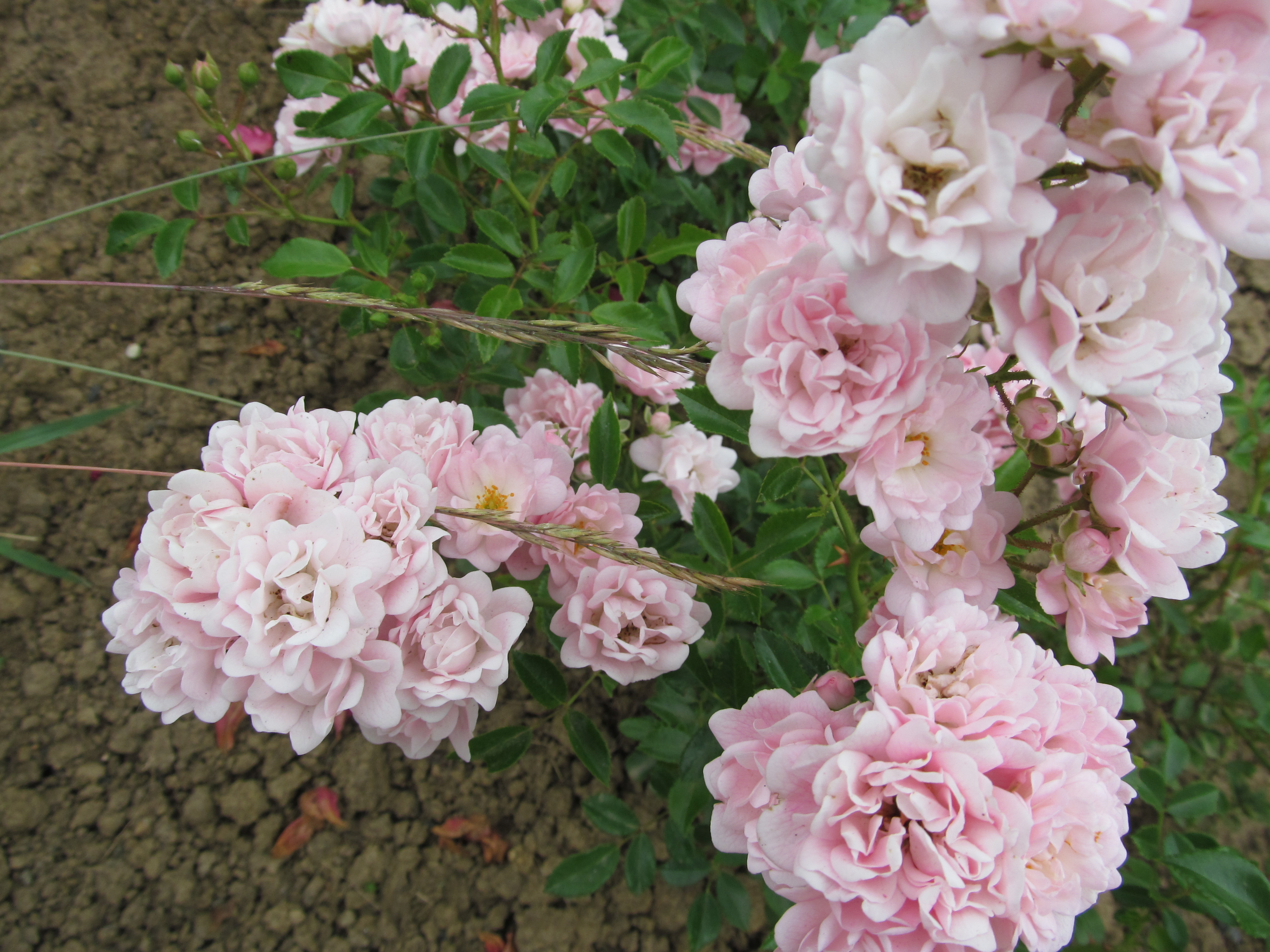 Laden Sie das Blumen, Rose, Erde/natur-Bild kostenlos auf Ihren PC-Desktop herunter