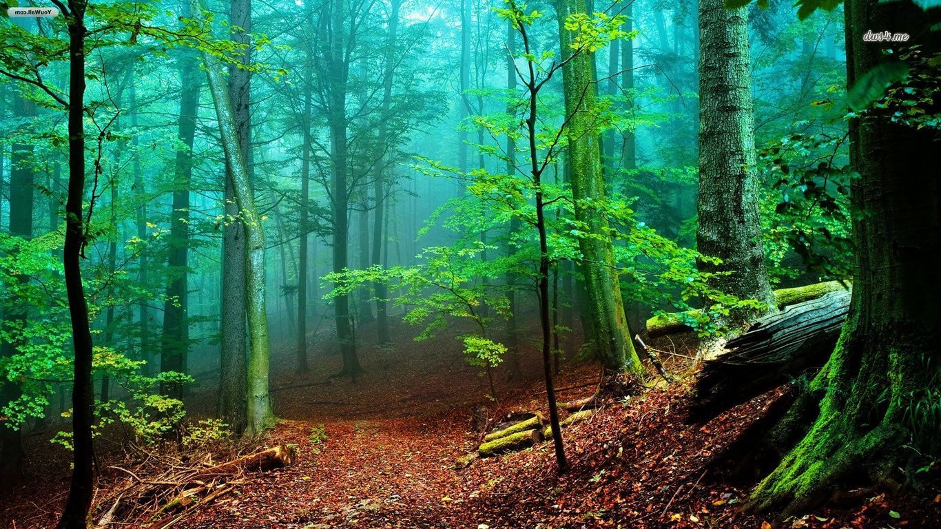 Free download wallpaper Forest, Earth on your PC desktop