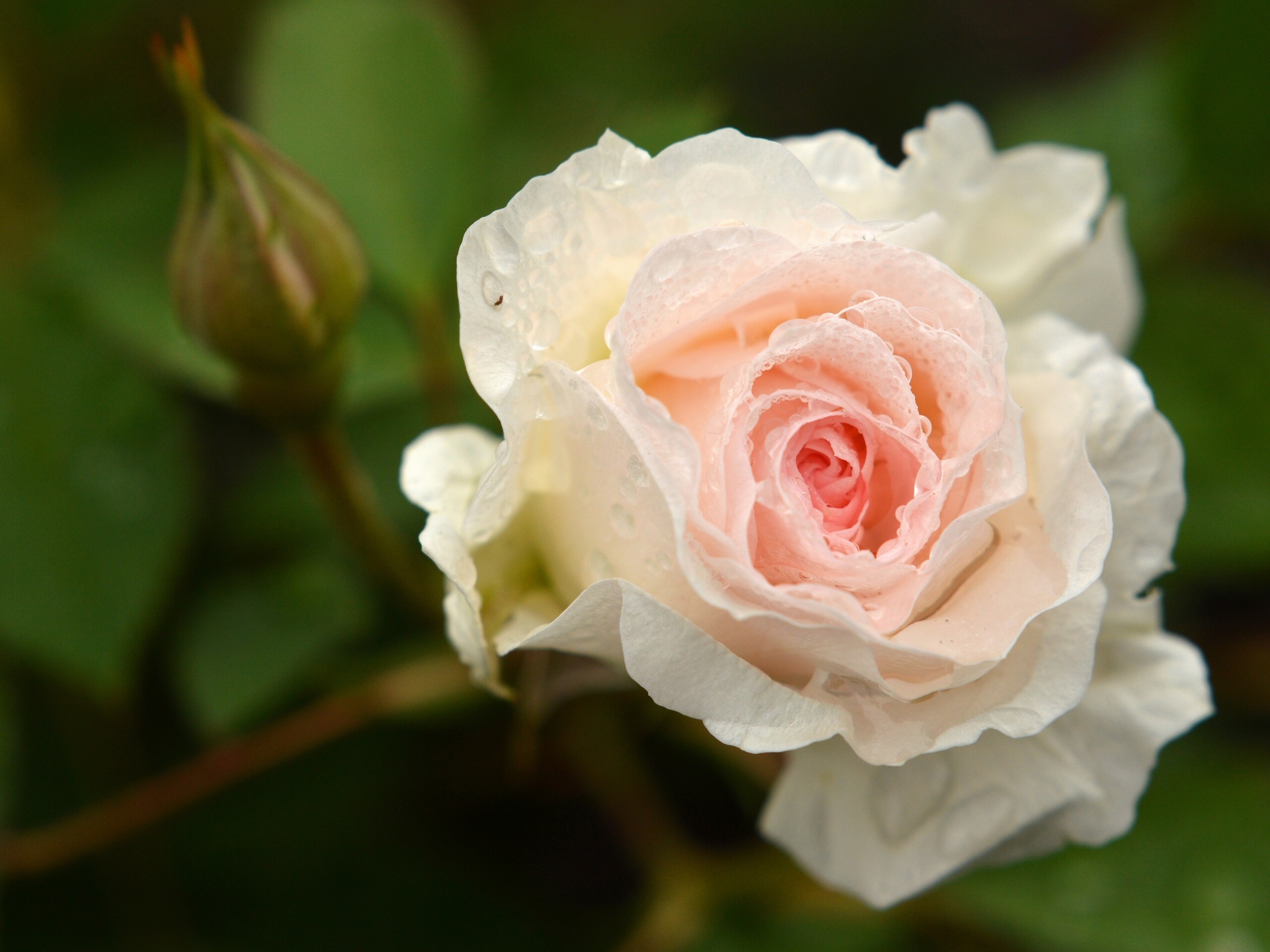 Laden Sie das Blumen, Makro, Rose, Knospe, Tau, Blütenblatt, Wassertropfen, Erde/natur-Bild kostenlos auf Ihren PC-Desktop herunter