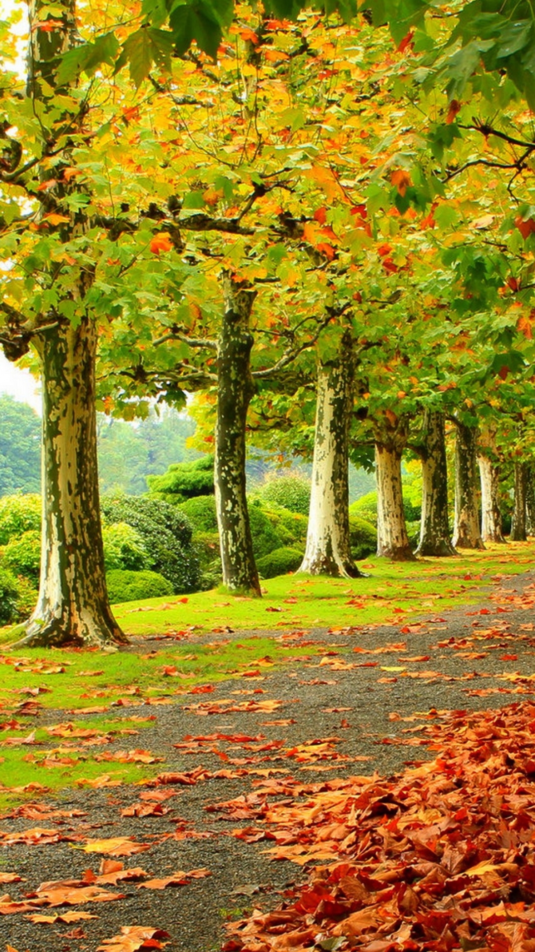 Скачать картинку Осень, Парк, Дерево, Лист, Листва, Фотографии, Падать в телефон бесплатно.