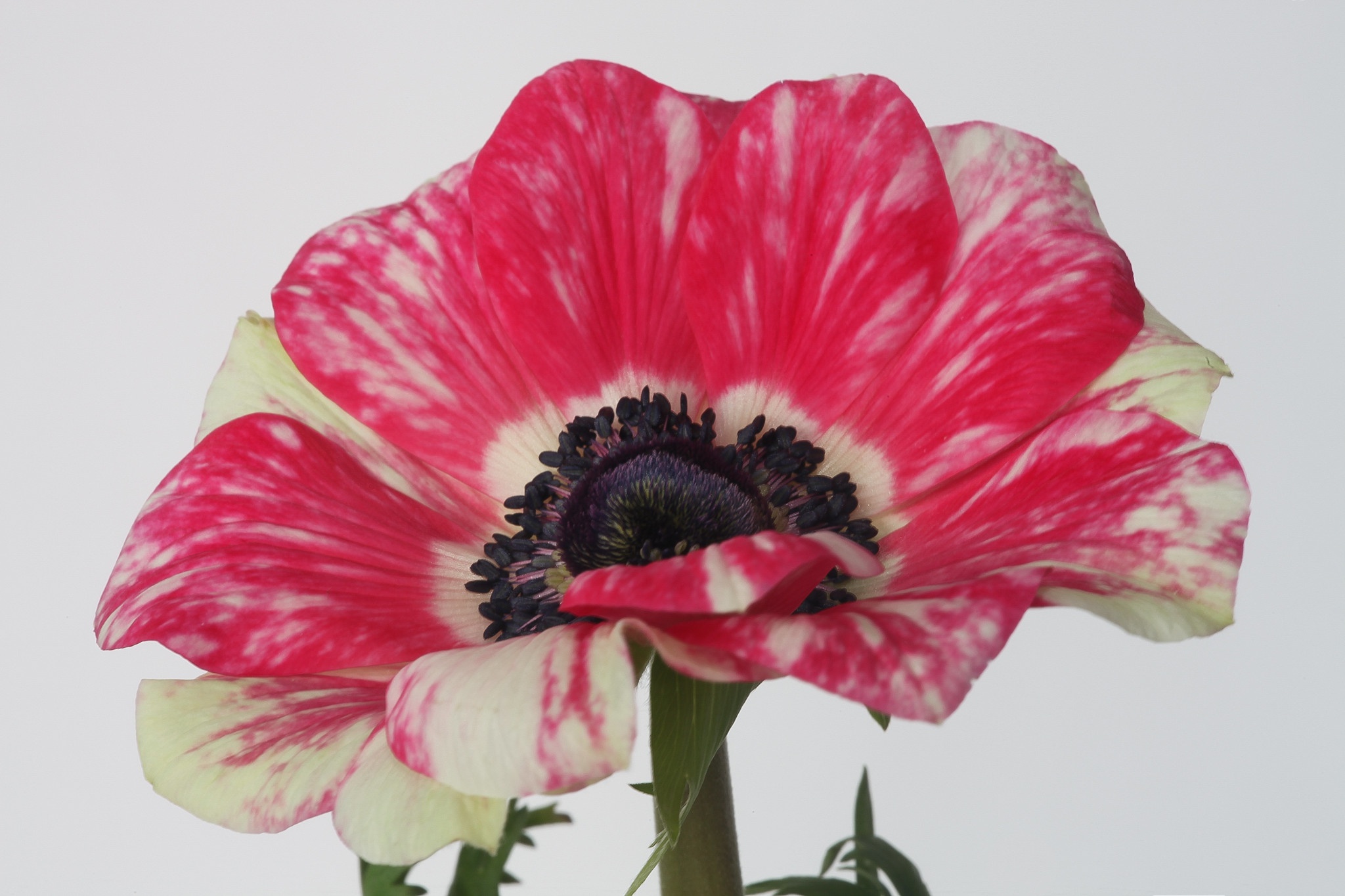 Free download wallpaper Flowers, Flower, Earth, Petal, Anemone on your PC desktop
