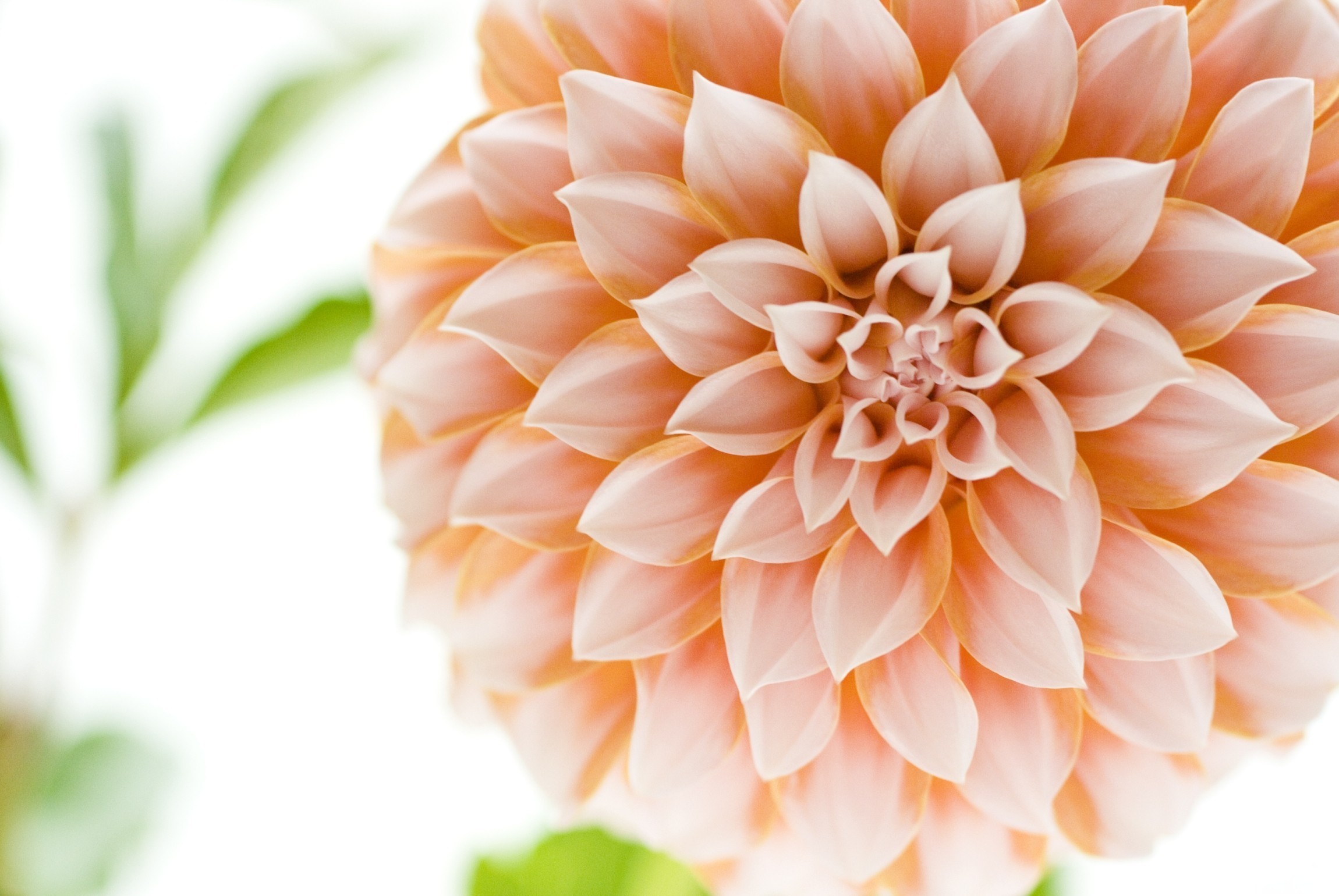 Free download wallpaper Flowers, Flower, Earth, Dahlia, Pink Flower on your PC desktop