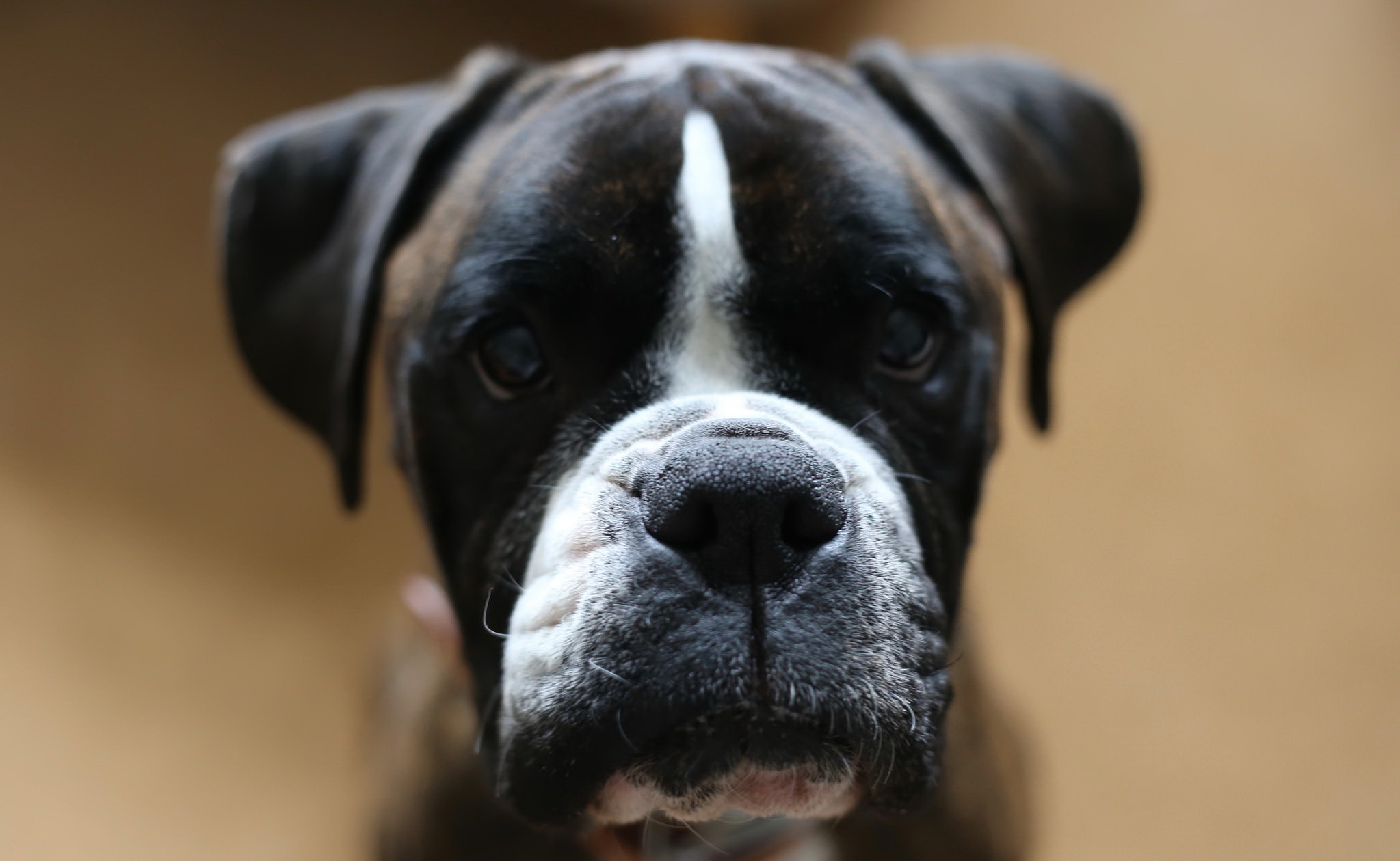 Laden Sie das Tiere, Hunde, Hund, Schnauze, Boxer-Bild kostenlos auf Ihren PC-Desktop herunter