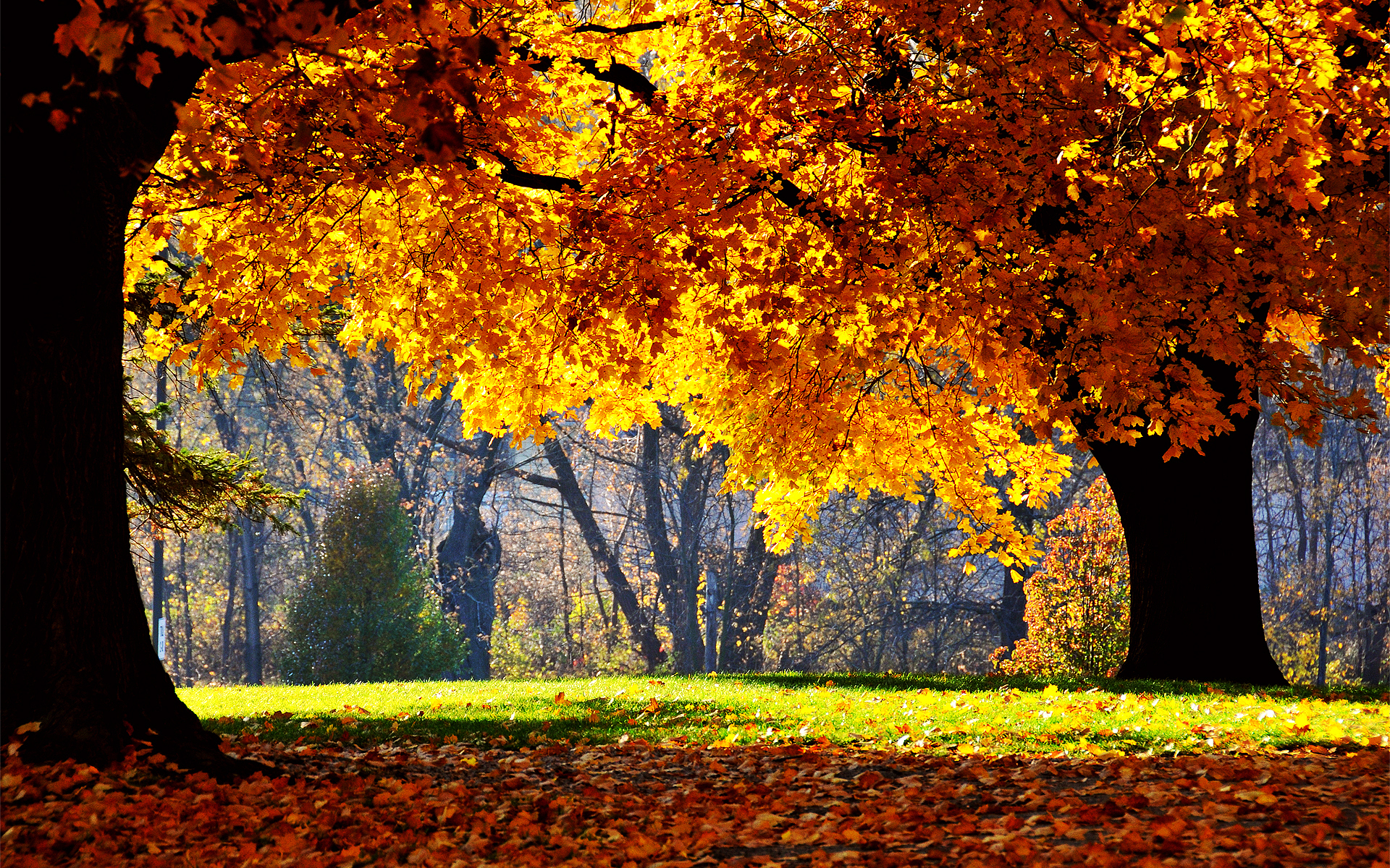 Скачать обои бесплатно Деревья, Пейзаж, Осень картинка на рабочий стол ПК