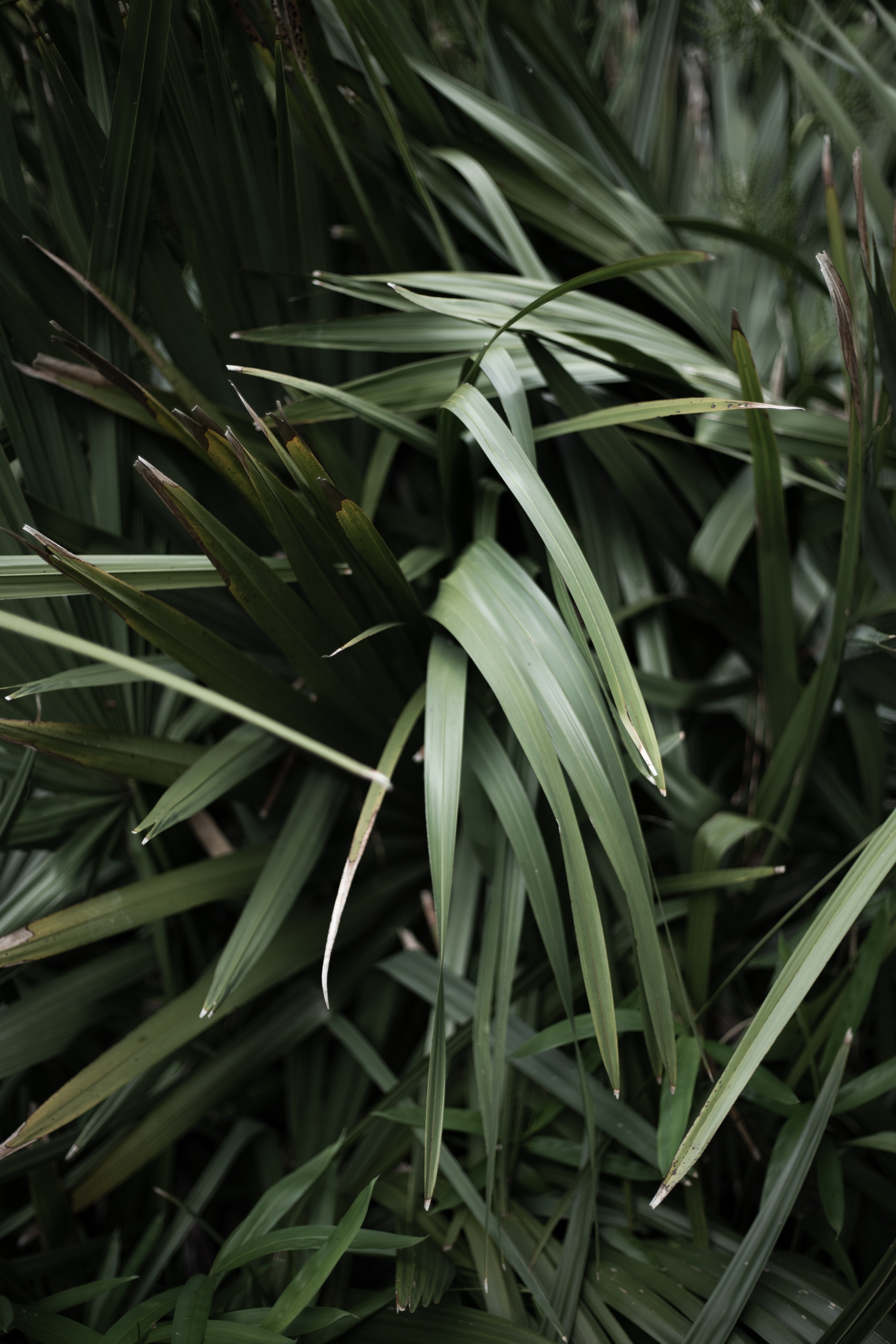 Free download wallpaper Grass, Plant, Macro, Blur, Smooth, Leaves, Close Up on your PC desktop