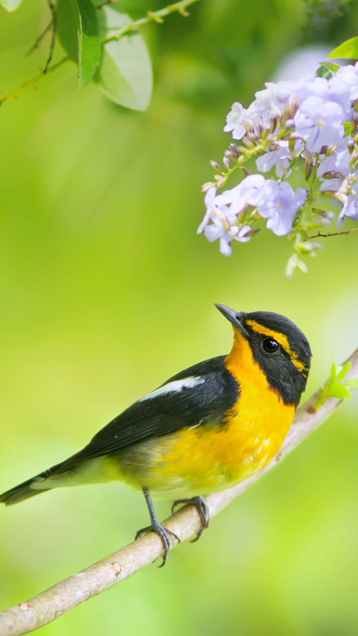 Descarga gratuita de fondo de pantalla para móvil de Animales, Naturaleza, Flor, Rama, Aves, Ave.