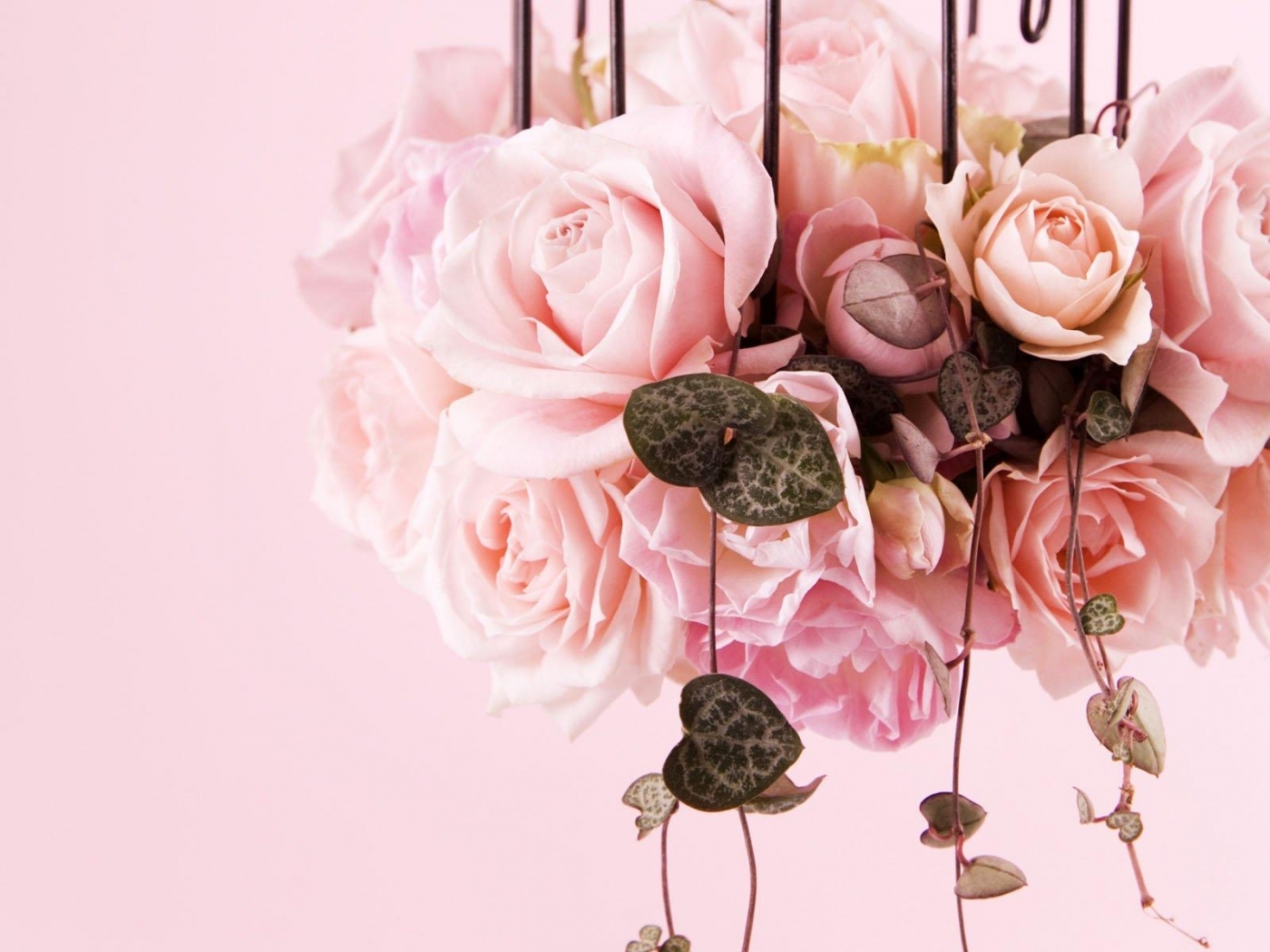 Free download wallpaper Plants, Flowers, Roses on your PC desktop