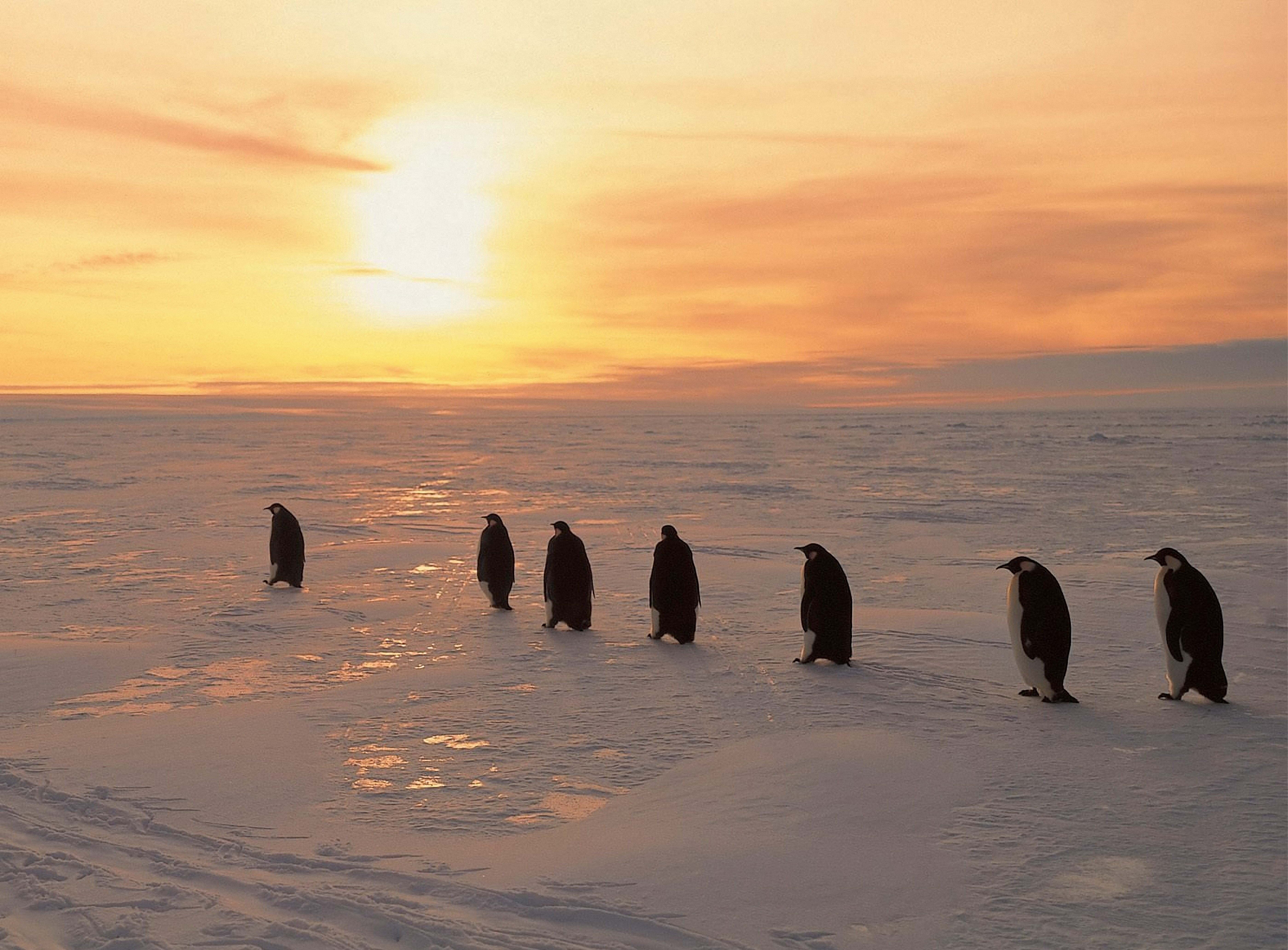 65102 скачать картинку север, пингвины, рассвет, снег, зима, животные, лёд - обои и заставки бесплатно