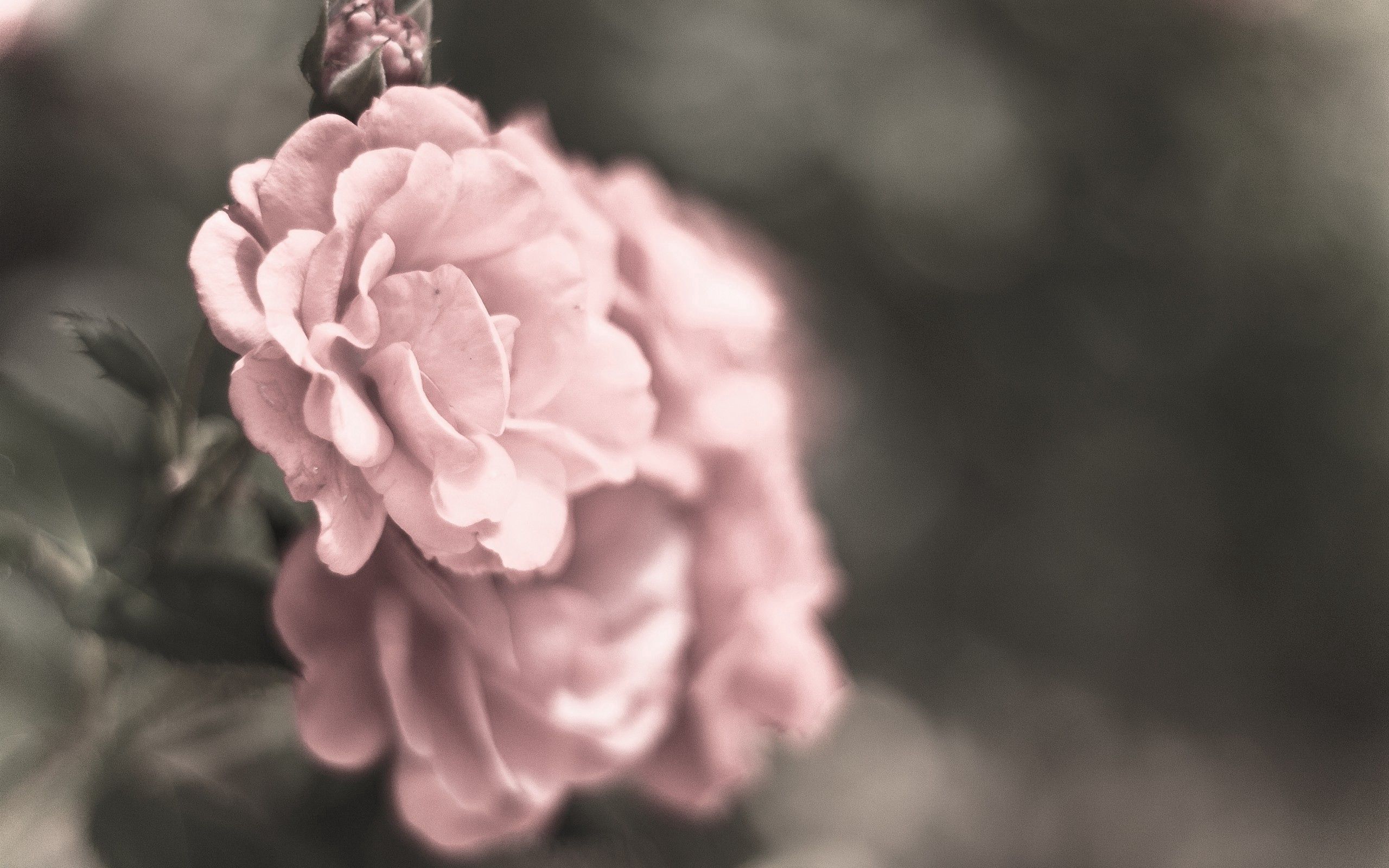 Download mobile wallpaper Flowers, Macro, Petals, Buds, Smooth, Blur for free.