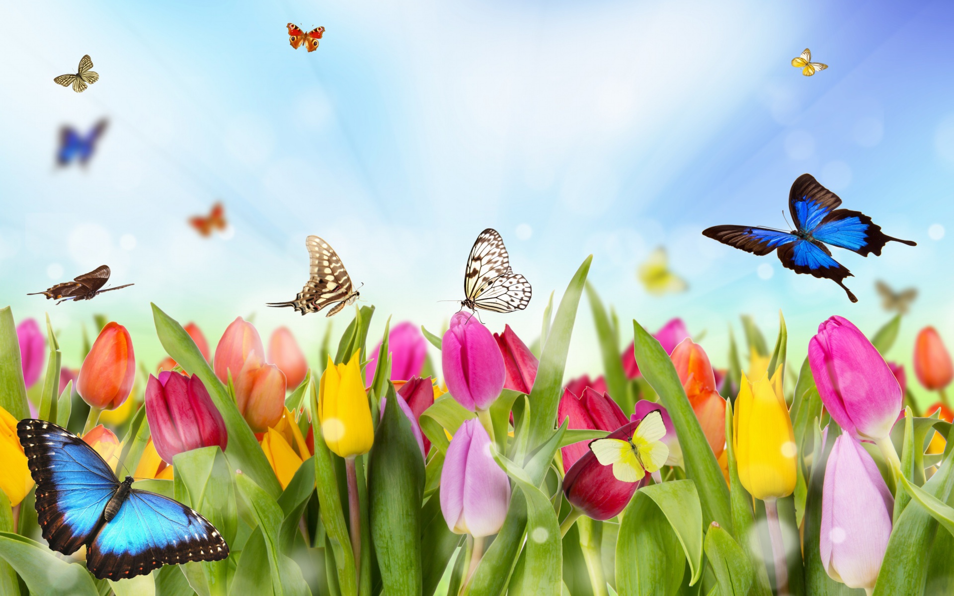 Скачати мобільні шпалери Метелик, Барвистий, Весна, Художній, Тюльпан, Кольори безкоштовно.