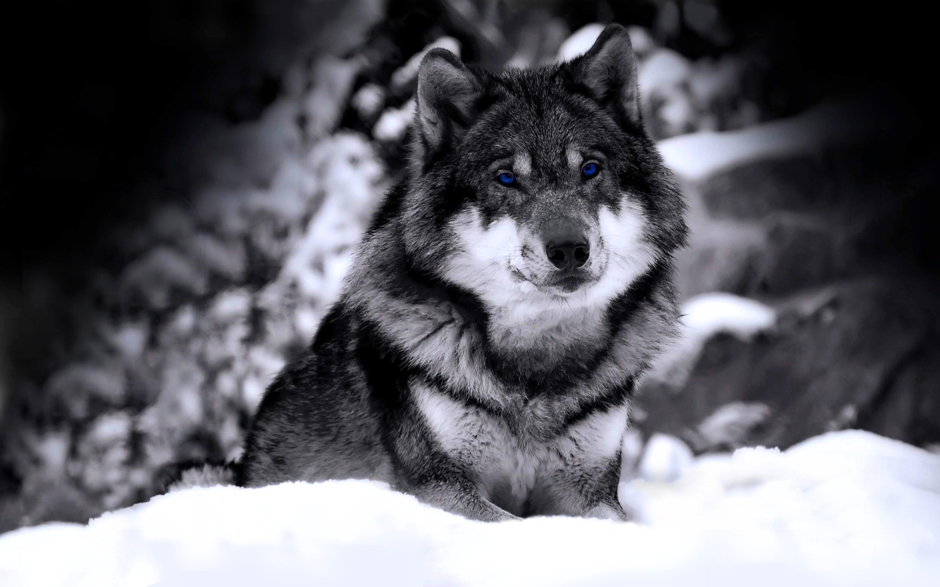 snow, wolves, wolf, animal