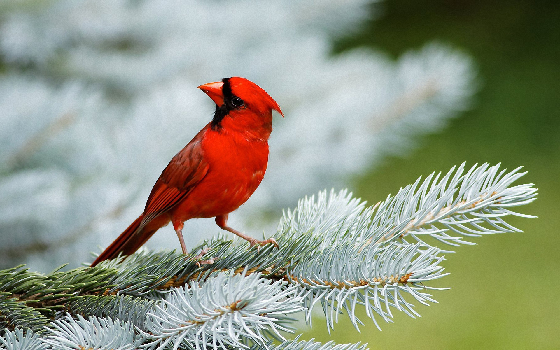 240413 descargar fondo de pantalla animales, cardenal, aves: protectores de pantalla e imágenes gratis
