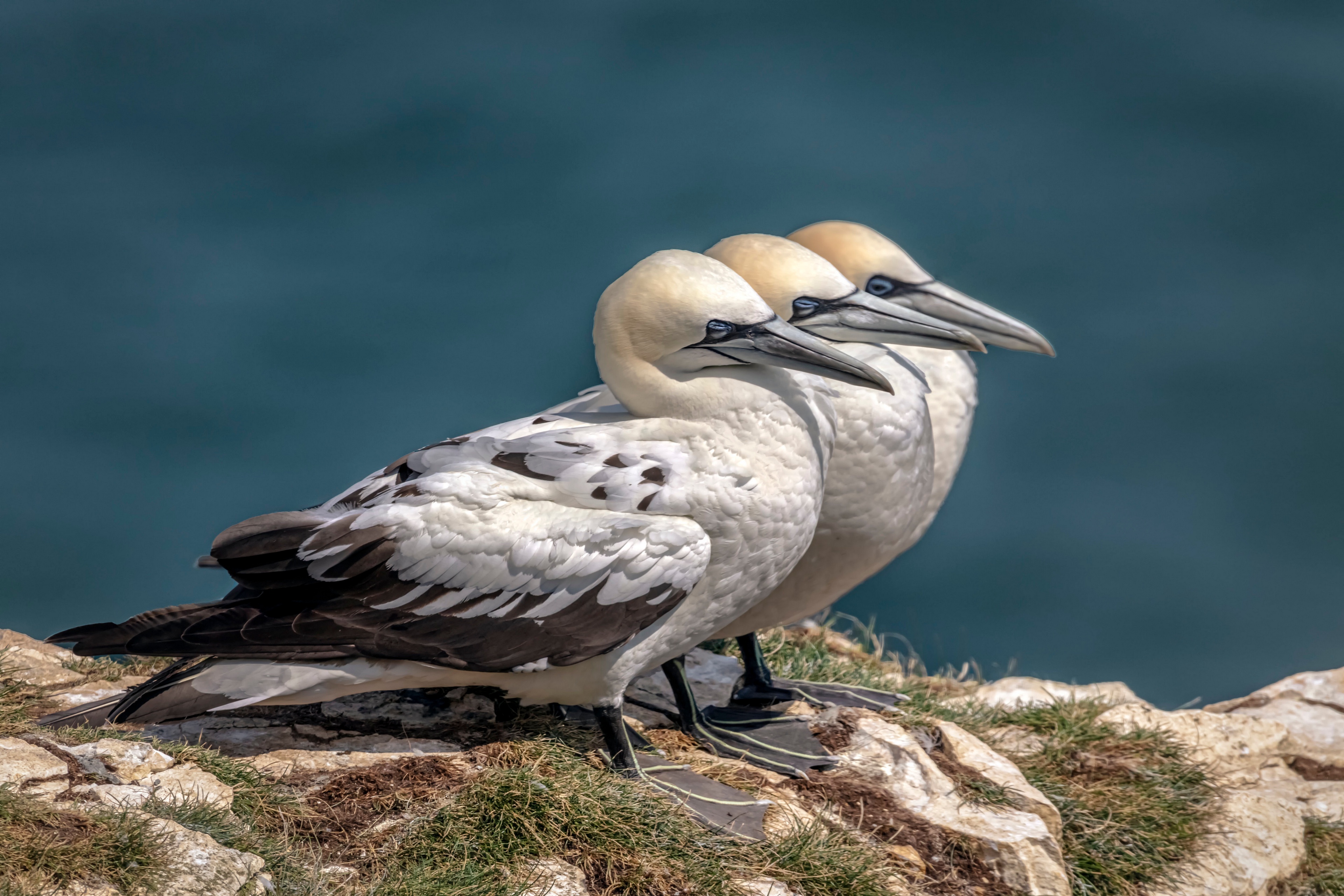 animal, northern gannet, birds