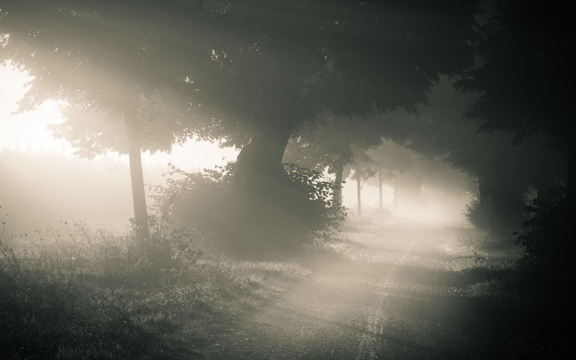 Descarga gratuita de fondo de pantalla para móvil de Niebla, Tierra/naturaleza.