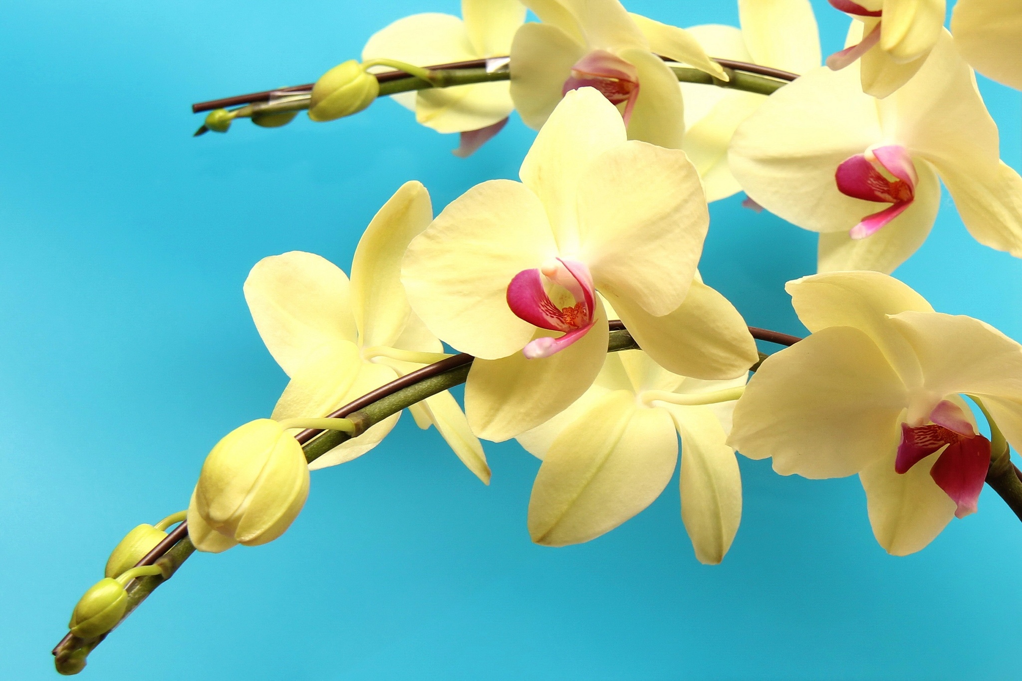 Скачать обои бесплатно Цветок, Ветка, Орхидея, Цвести, Земля/природа, Флауэрсы картинка на рабочий стол ПК