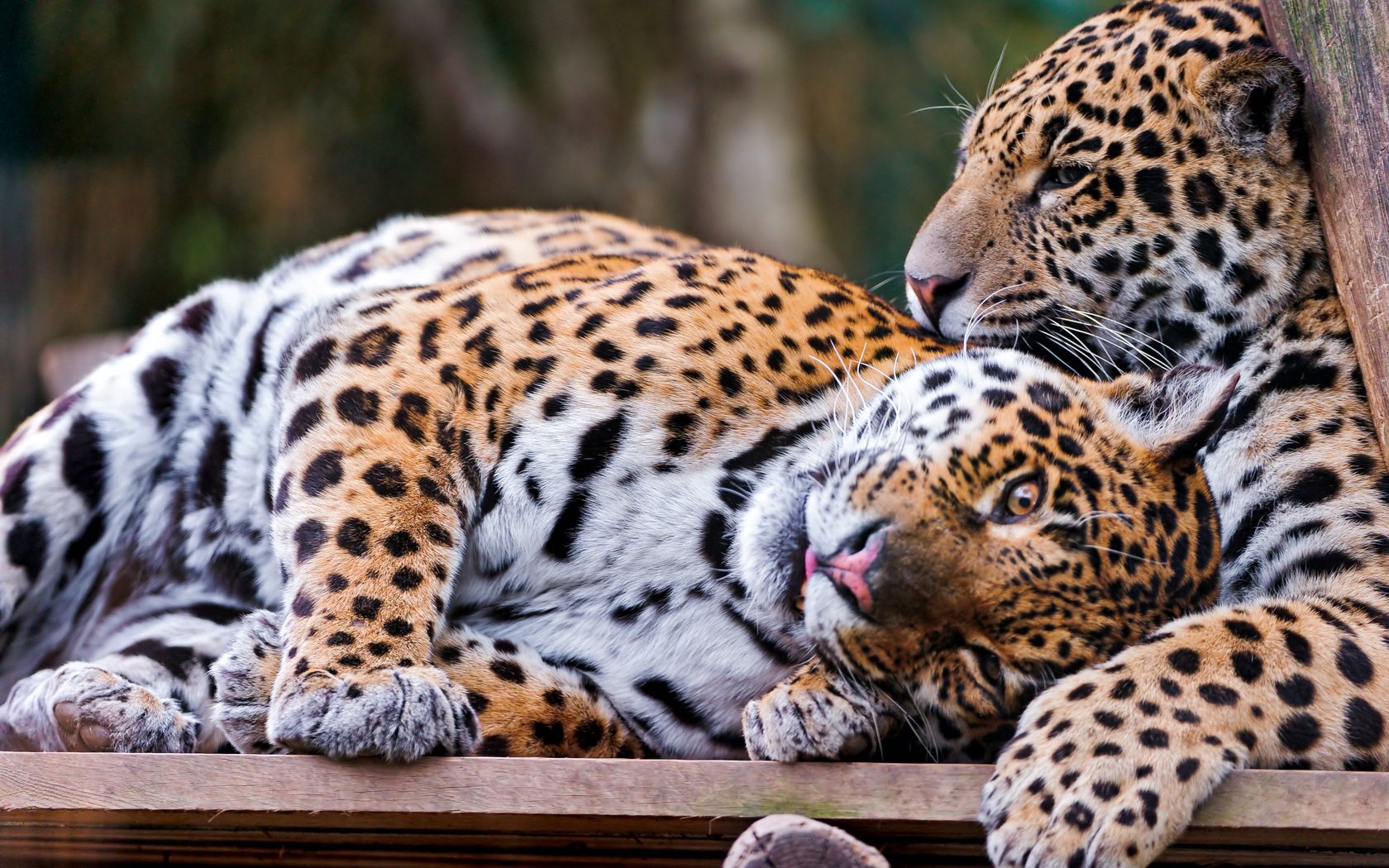 155288 Hintergrundbild herunterladen tiere, jaguar, paar, raubtier, predator, große katze, big cat, spielerisch, spielerische - Bildschirmschoner und Bilder kostenlos