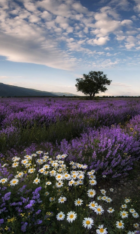 Download mobile wallpaper Flowers, Tree, Earth, Field, Daisy, Lavender for free.