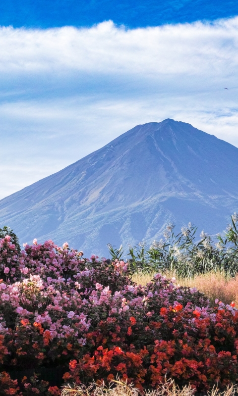 Descarga gratuita de fondo de pantalla para móvil de Naturaleza, Montaña, Flor, Japón, Volcán, Monte Fuji, Volcanes, Tierra/naturaleza.