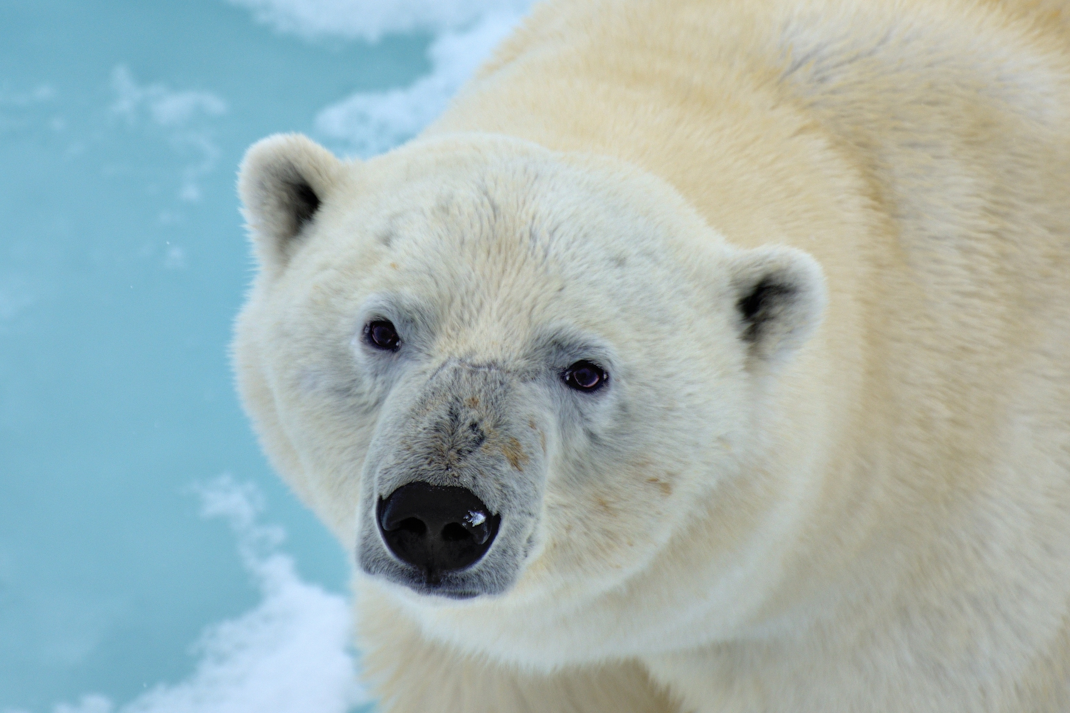 Laden Sie das Tiere, Bären, Eisbär, Starren-Bild kostenlos auf Ihren PC-Desktop herunter