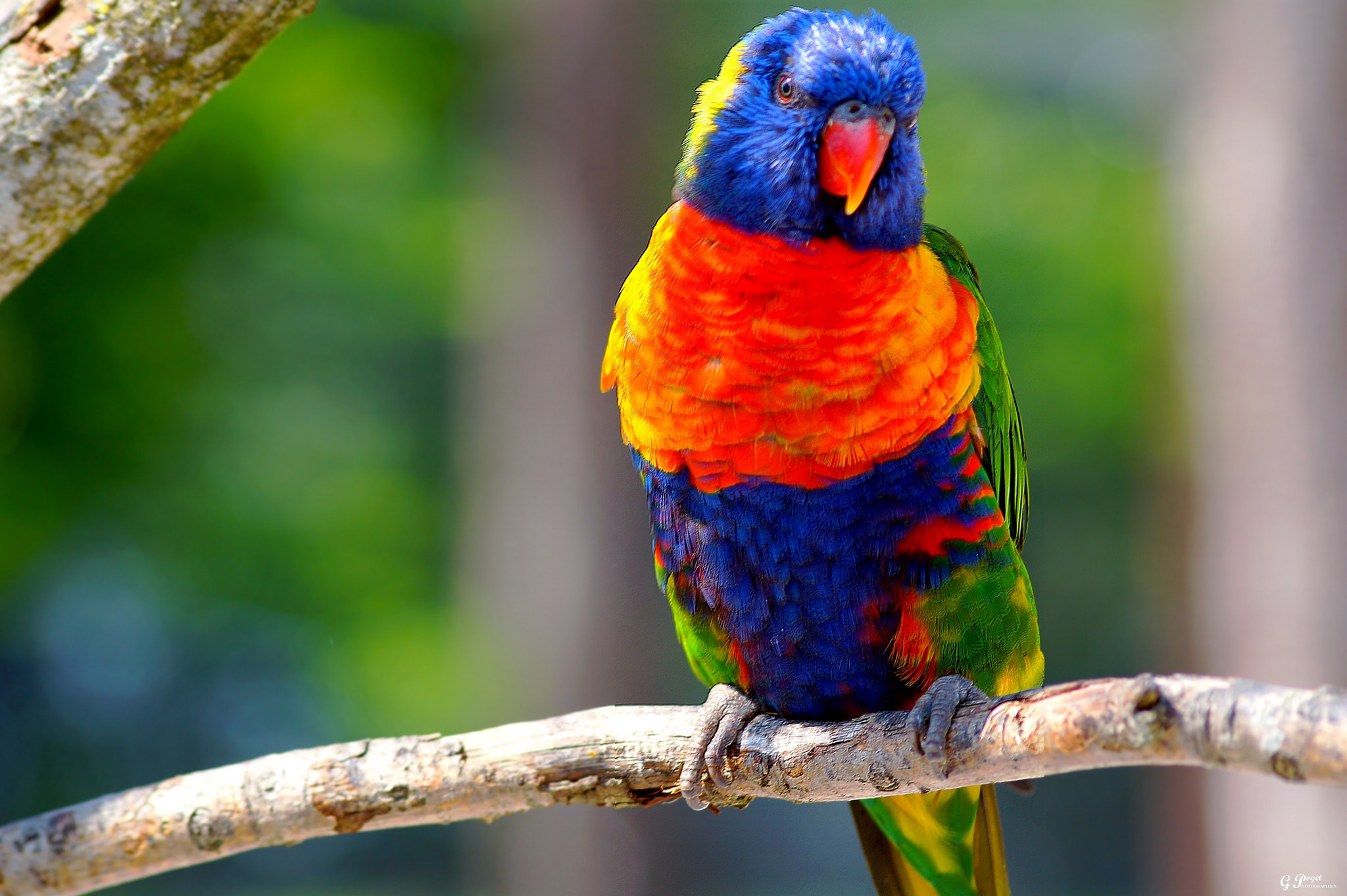 無料モバイル壁紙動物, 鳥, オウム, ゴシキセイガイインコをダウンロードします。
