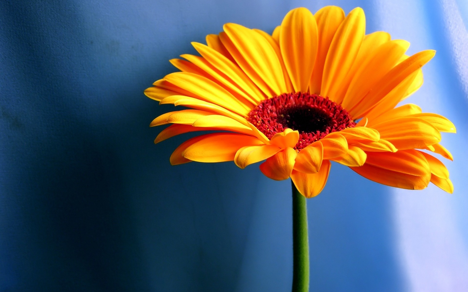 Free download wallpaper Flowers, Flower, Earth, Gerbera on your PC desktop