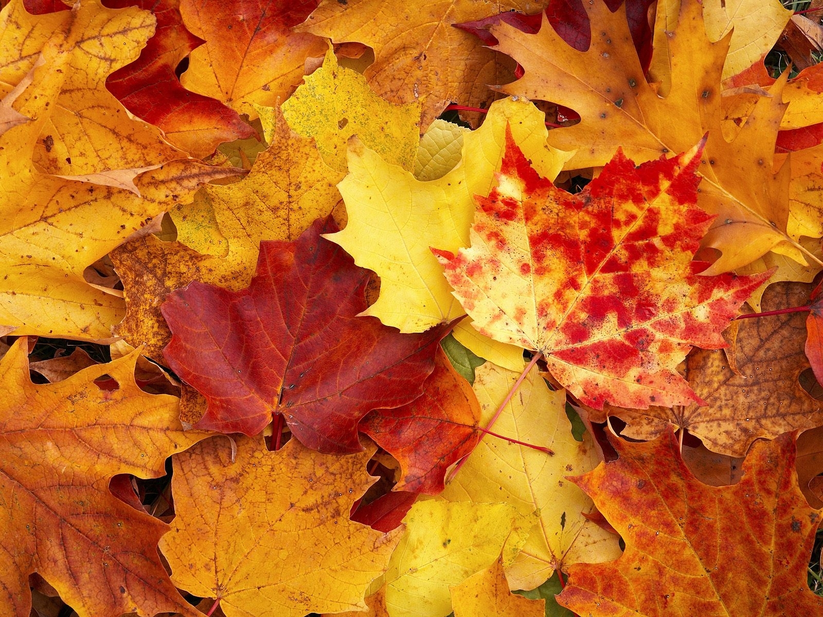 無料モバイル壁紙背景, 秋, 葉をダウンロードします。