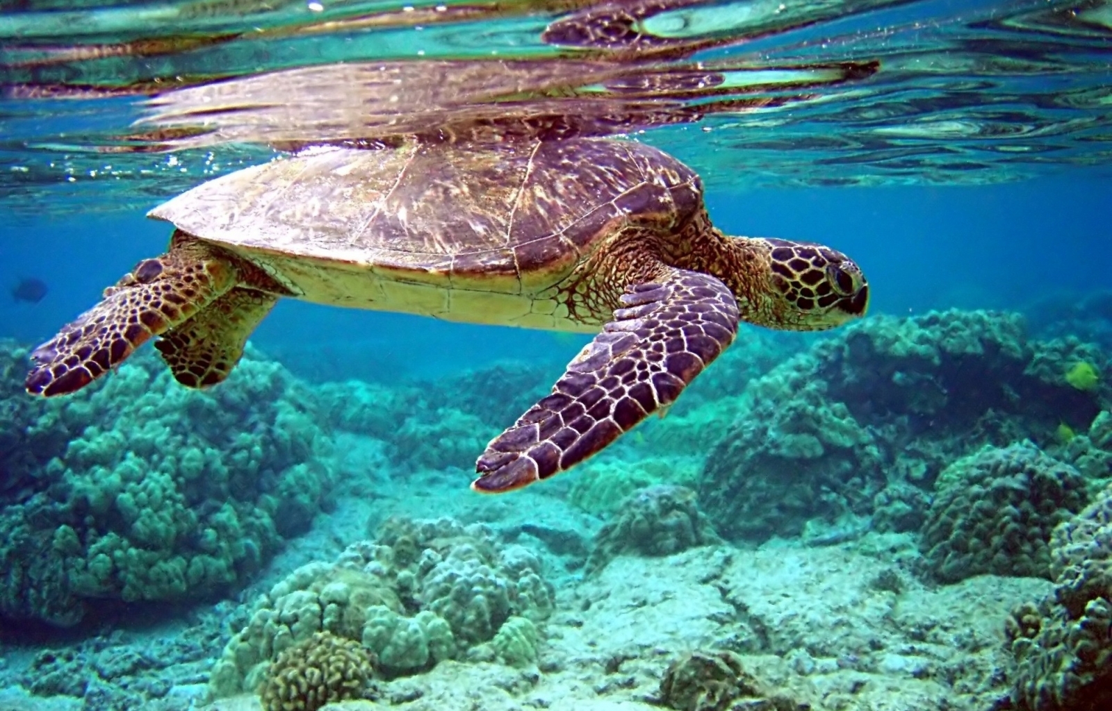 23454 baixar imagens animais, turtles, mar - papéis de parede e protetores de tela gratuitamente